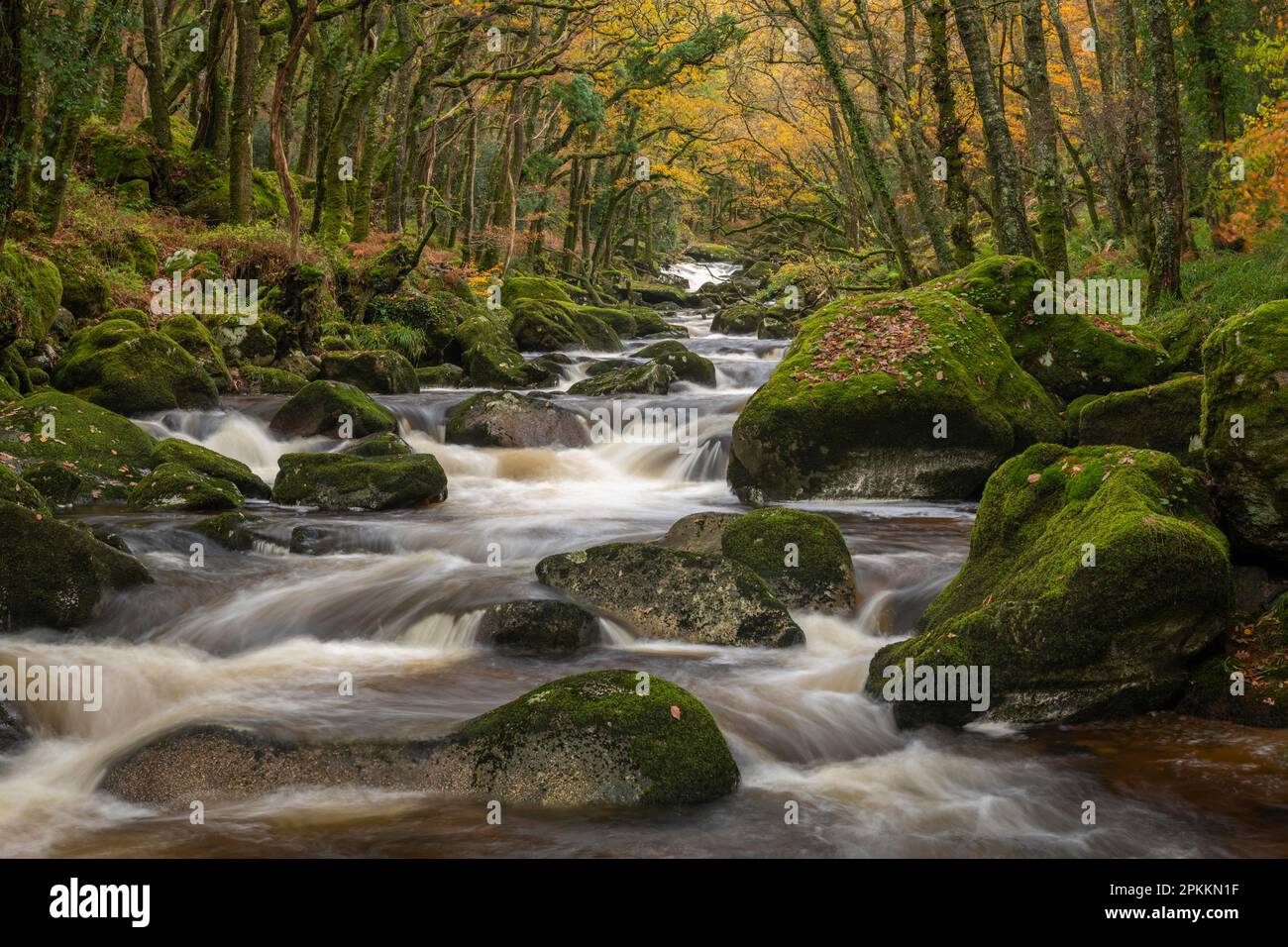 Der Fluss Plym stürmt über Felsen in Dewerstone Wood, im Herbst, Dartmoor, Devon, England, Großbritannien, Europa Stockfoto