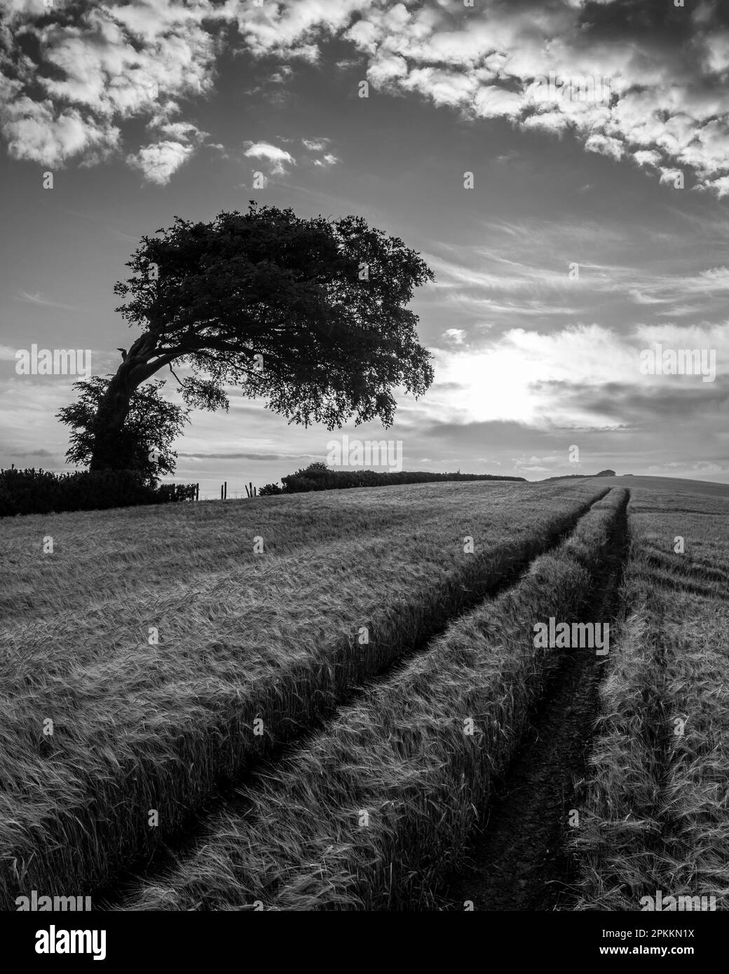 Erntefeld und windgepeitschte Baum, Devon, England, Vereinigtes Königreich, Europa Stockfoto
