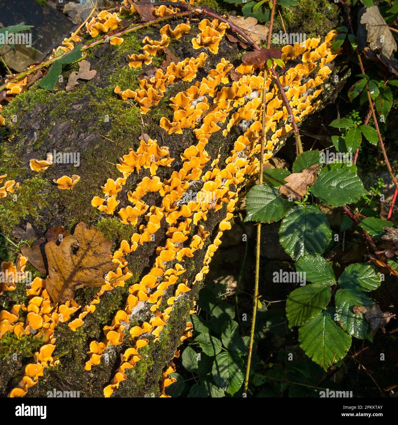 Hairy Curtain Crust (Stereum hirsutum) Bracket Pilz wächst auf totem Baumstamm, Cumbria, England, Großbritannien Stockfoto