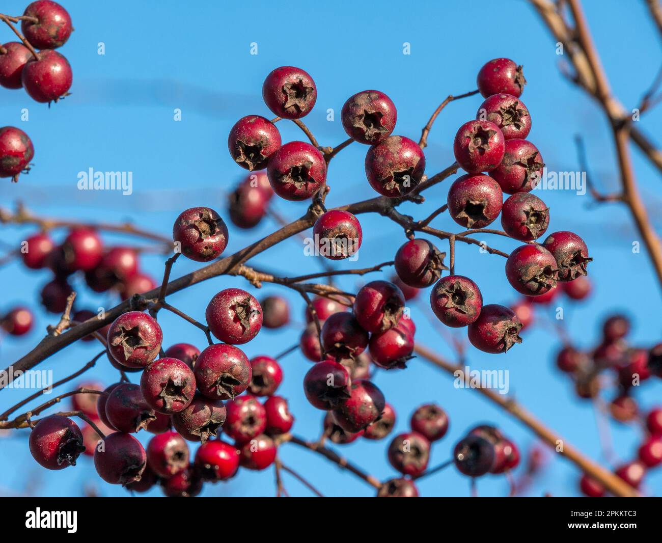 Leuchtend rote/karmesinrote Weißdornbeeren, die im Weißdornbusch (Crataegus monogyna) wachsen, im November in Derbyshire, England, Großbritannien Stockfoto