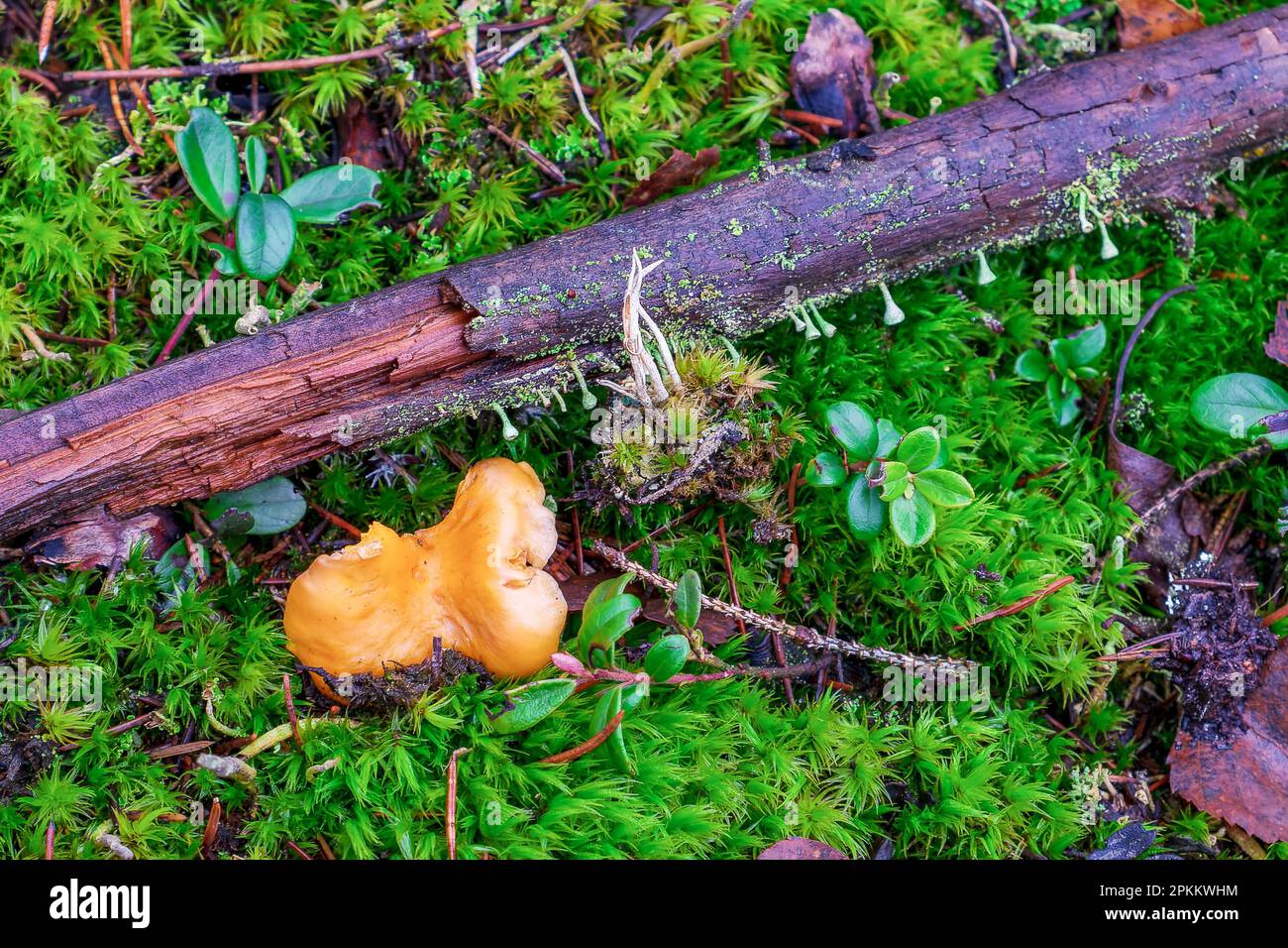 Stillleben Im Wald. Der gelbe Pfifferling wächst zwischen dem hohen, feuchten grünen Moos im Wald. Draufsicht Stockfoto