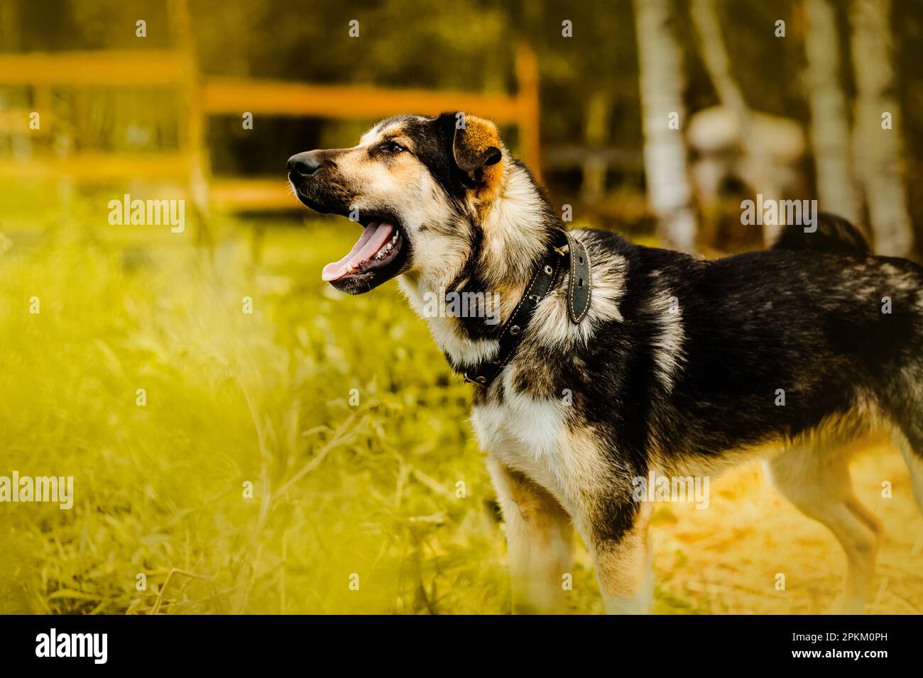 Ein wunderschöner Köter bellt im Sommer laut im Garten. Ein Wachhund. Ein treuer Freund und ein Haustier. Stockfoto