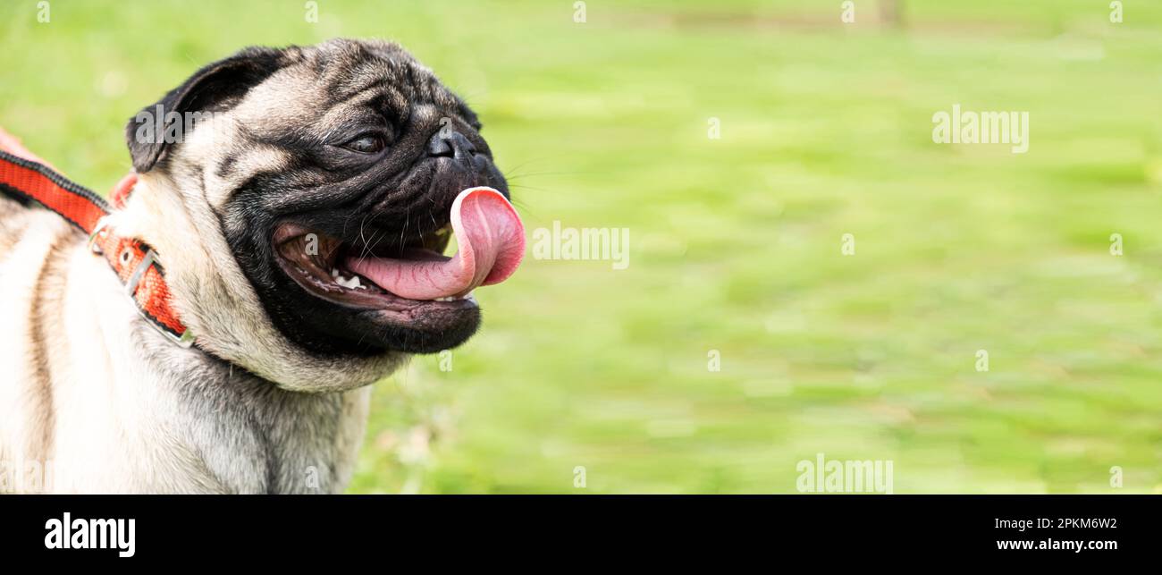 Ein Porträt eines einjährigen Pug mit einem Halsband im Park auf dem Gras ragte ihm aus der Zunge. Hundegang, Verhalten und Merkmale der Rasse. Stockfoto