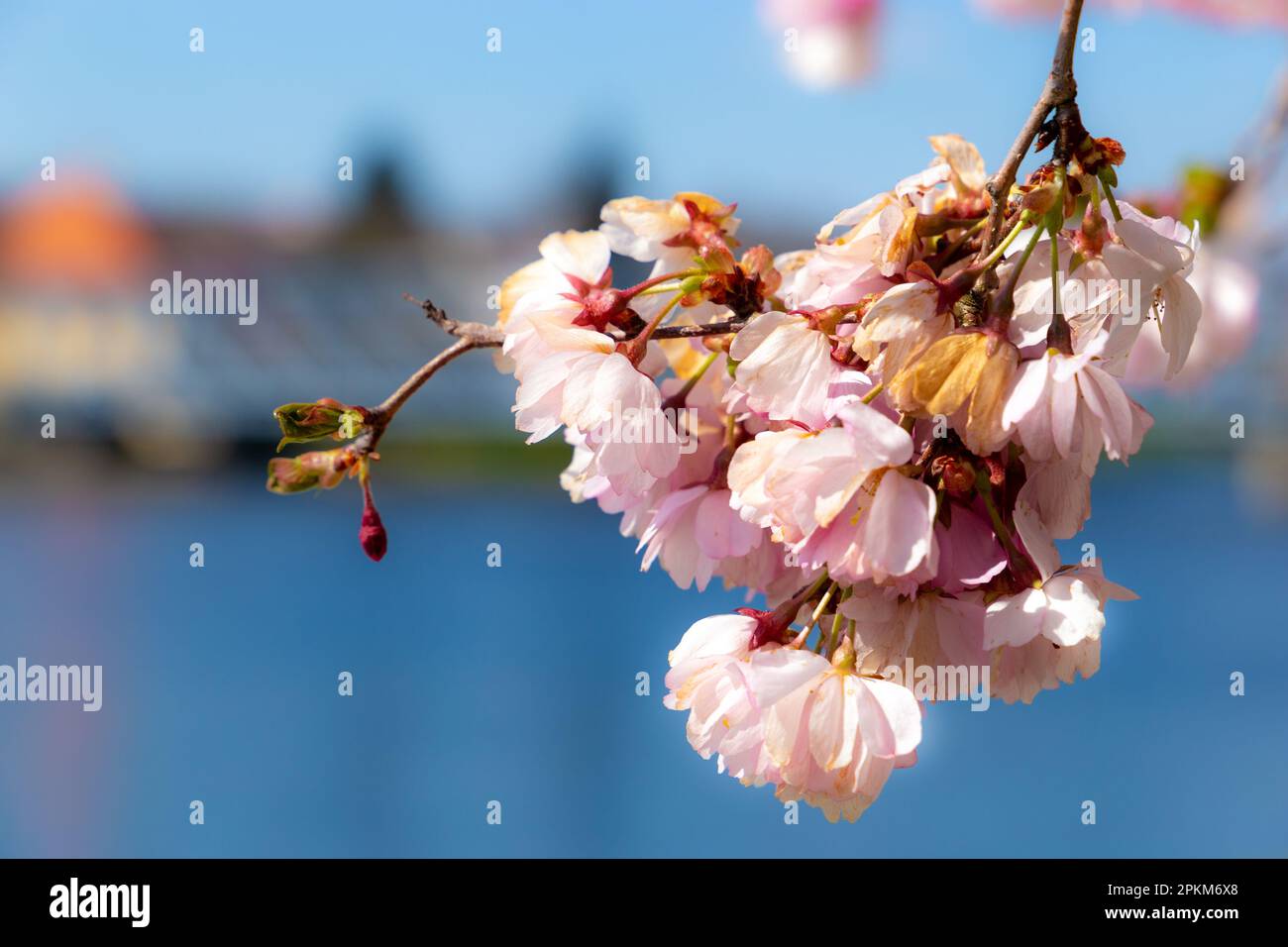 Rosa Kirschblüten an einem Frühlingstag Stockfoto