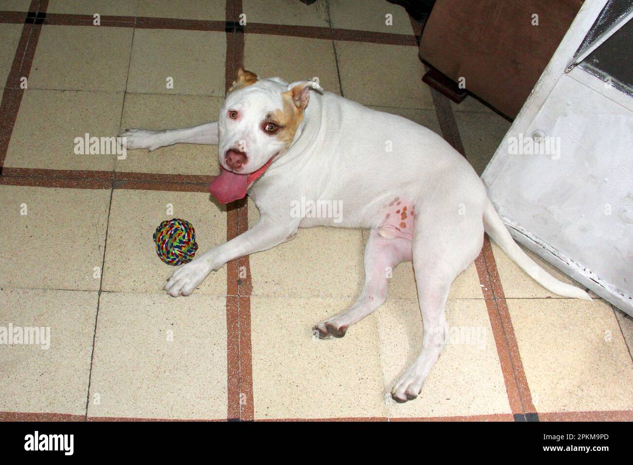 Weißer, brauner Pitbull-Hund, bereit, mit seinem Spielzeugball zu Hause zu spielen Stockfoto