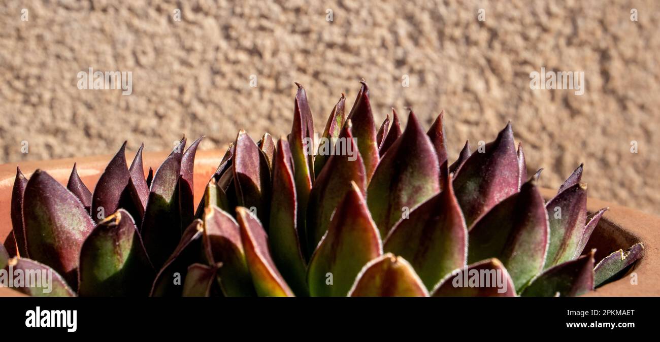 Fotografía Macro de las puntas de las hojas de suculentas Stockfoto
