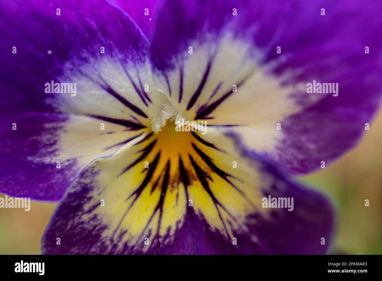 Macro de una flor de pensamiento púrpura Stockfoto