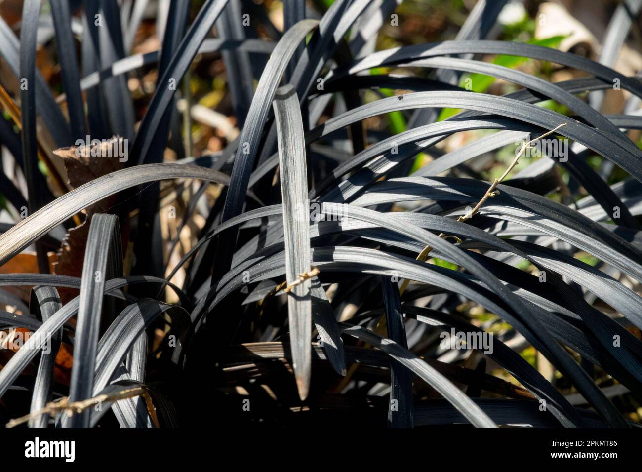 Ophiopogon planiscapus nigrescens, Black Mondo Grass, Ophiopogon arabicus, Ophiopogon planiscapus, Black Dragon, Schwarzer Lilyturf, Kokuryu, Pflanzenblätter Stockfoto