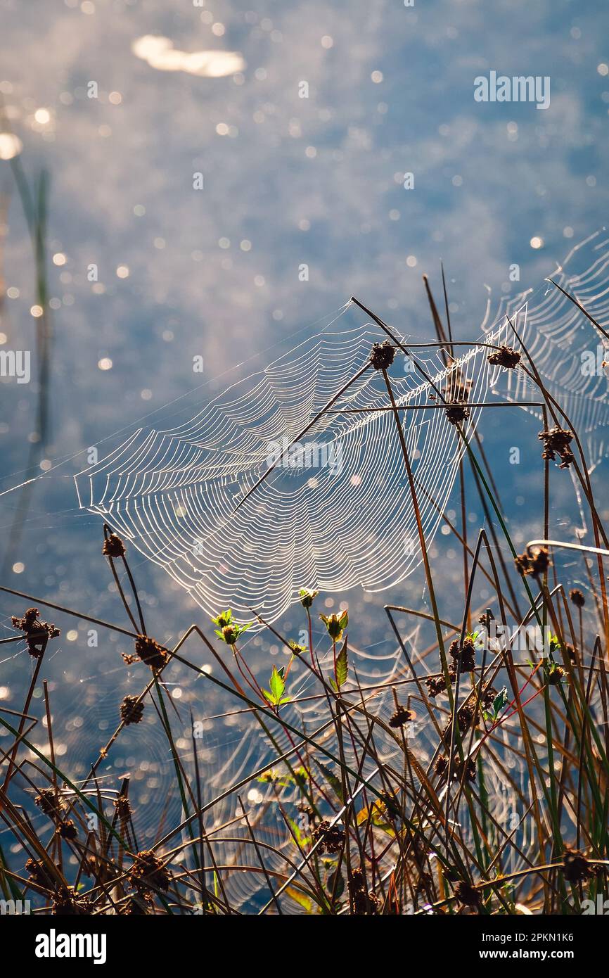 Feuchter, frischer Sommermorgen. Spinnennetz unter grünem Gras. Foto mit geringer Tiefenschärfe und abstraktem Effekt. Stockfoto