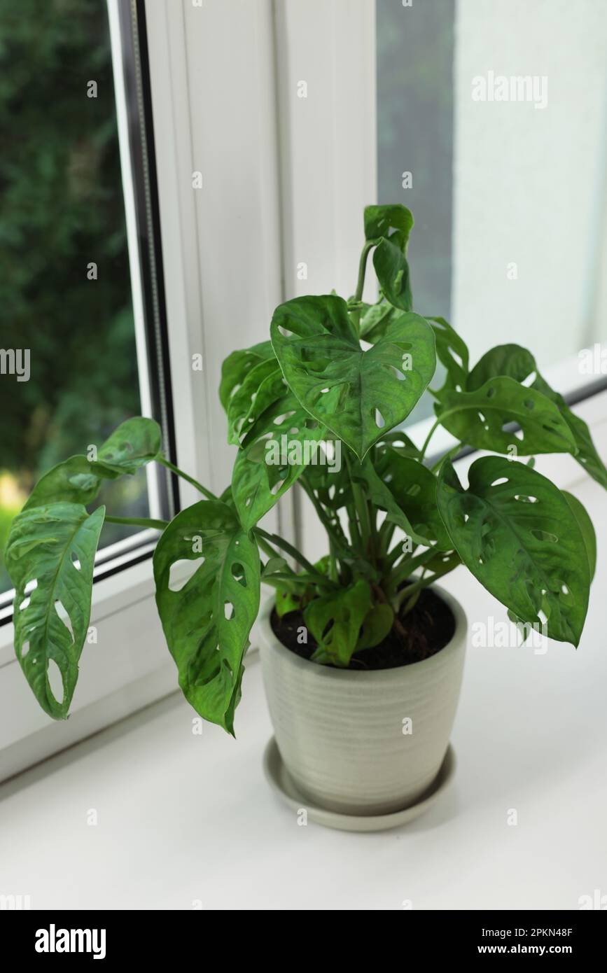Monstera im Topf auf Fensterbank drinnen. Hauspflanze Stockfotografie -  Alamy