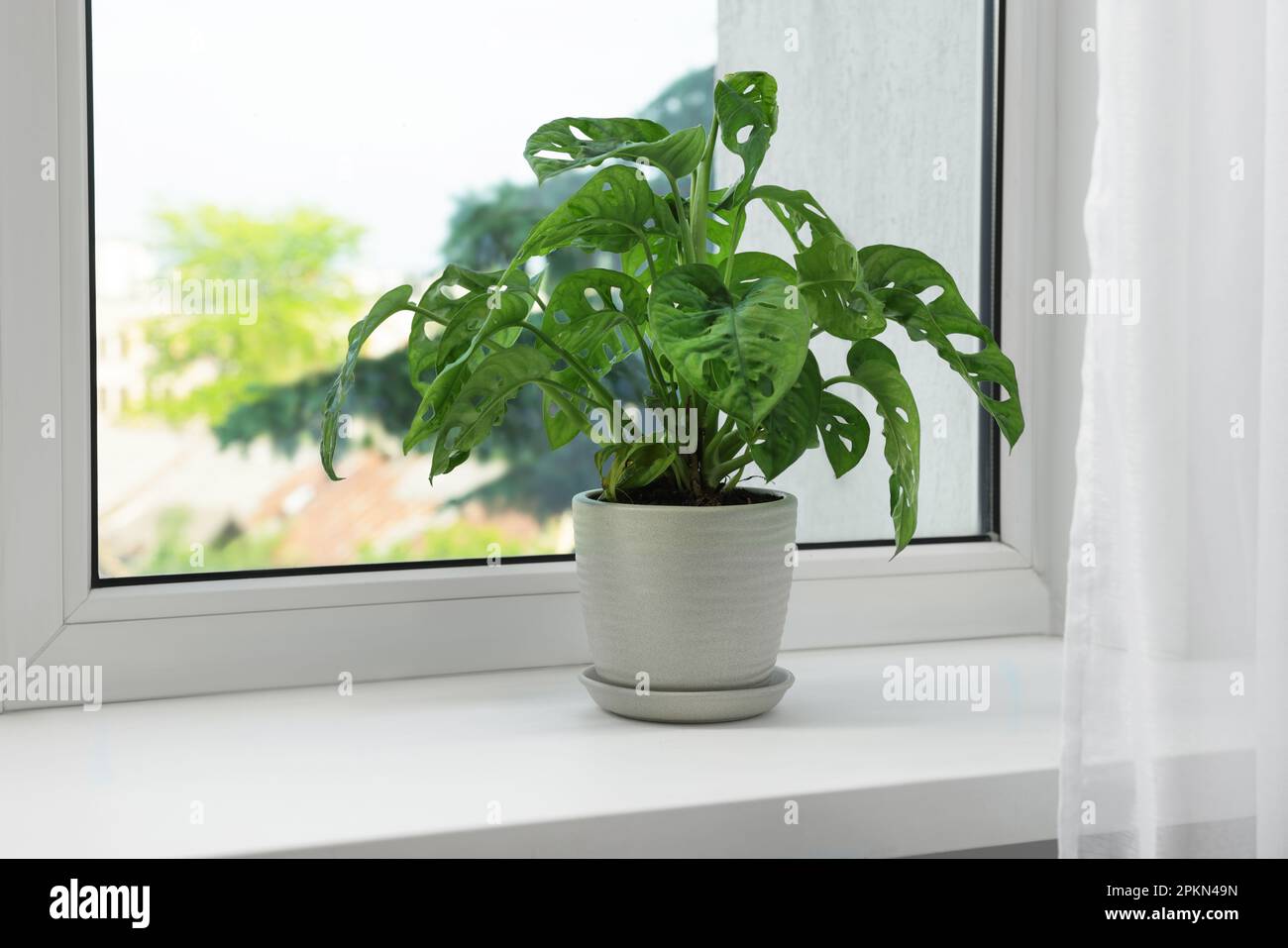 Monstera in Topf auf Fensterbank drinnen, Platz fr Text. Hauspflanze  Stockfotografie - Alamy