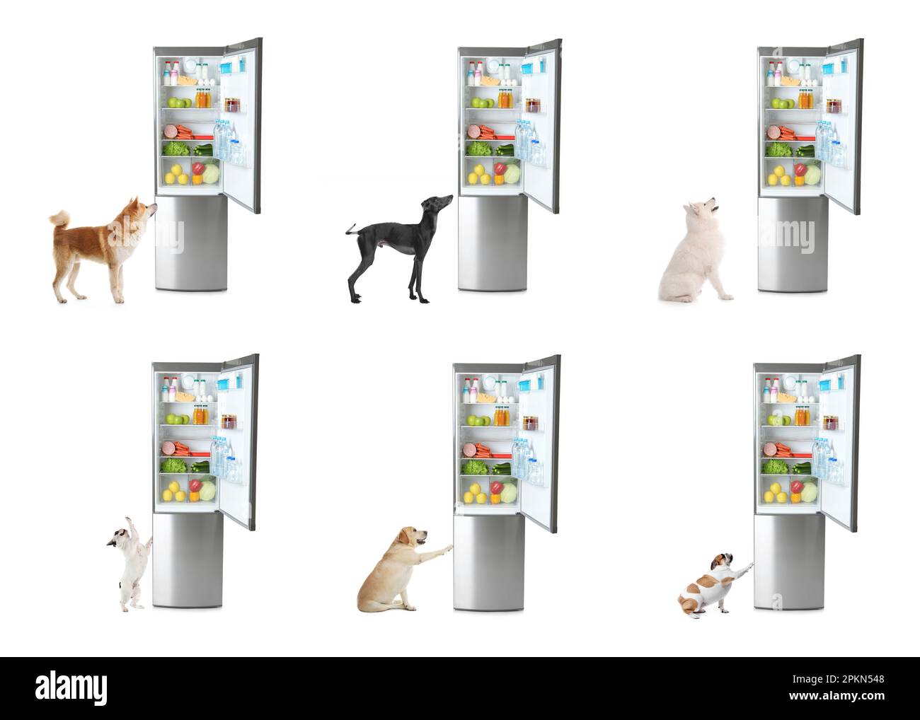 Süße Hunde in der Nähe offener Kühlschränke auf weißem Hintergrund, Collage Stockfoto