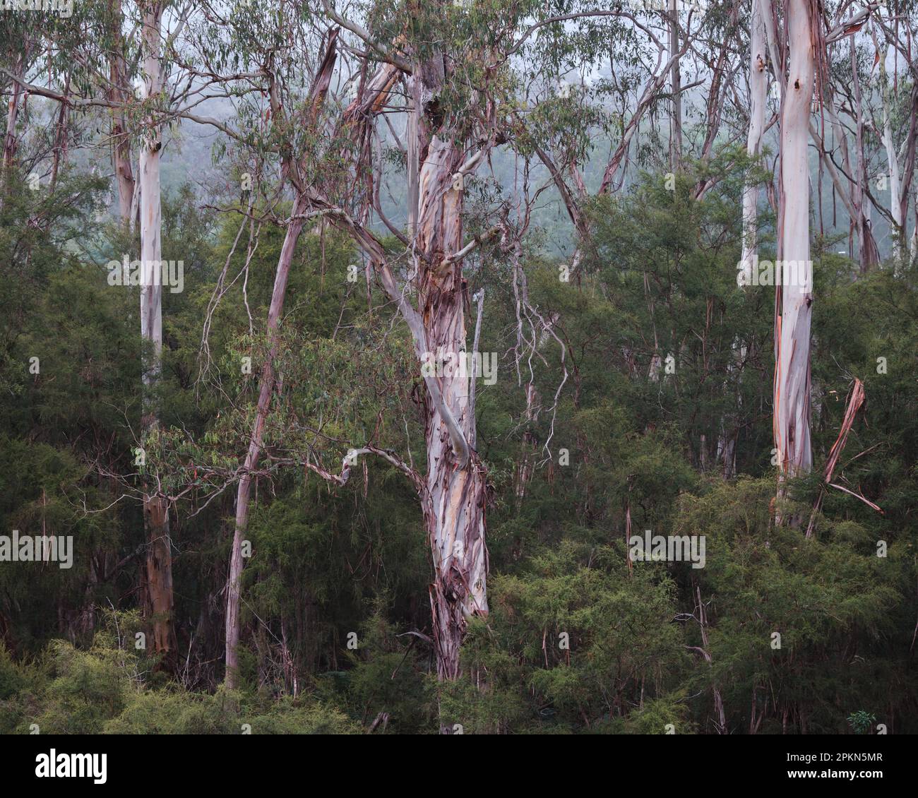 Eine Australische Busch-Szene Stockfoto