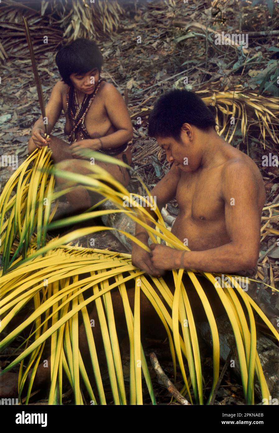 Verwendung von Waldprodukten durch Inder der Regenwälder Venezuelas: Ehemann und Ehefrau der ethnischen Gruppe Hoti, die Körbe aus unreifen Palmblättern weben. Stockfoto