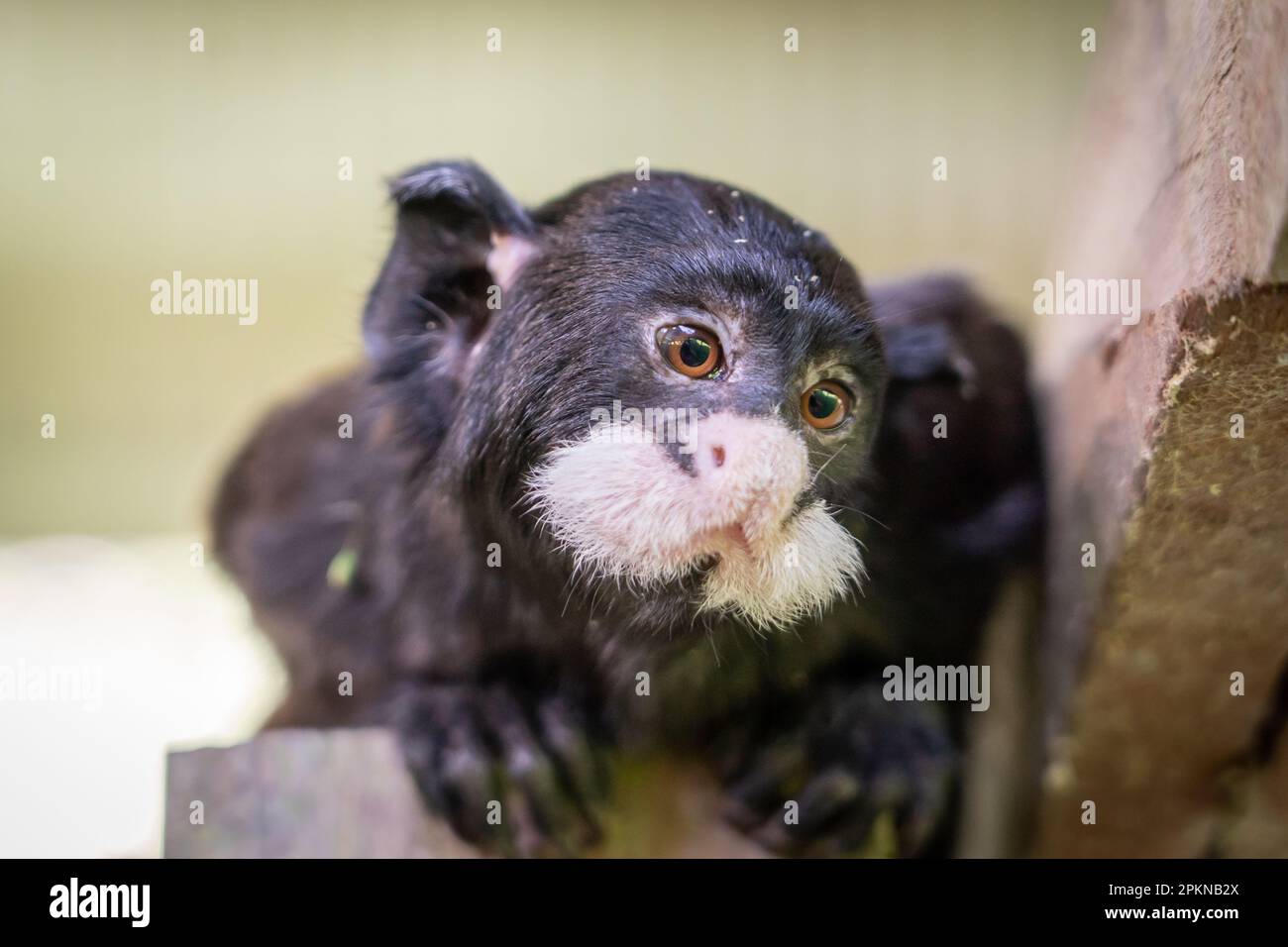 Köstliches Tamarin (Saguinus mystax) auf La Isla de los Monos in Iquitos, Peru Stockfoto