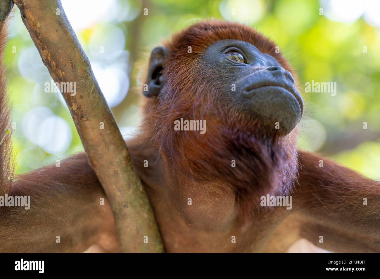 Red Howler Monkey (Alouatta seniculus) auf La Isla de los Monos in Iquitos, Peru Stockfoto