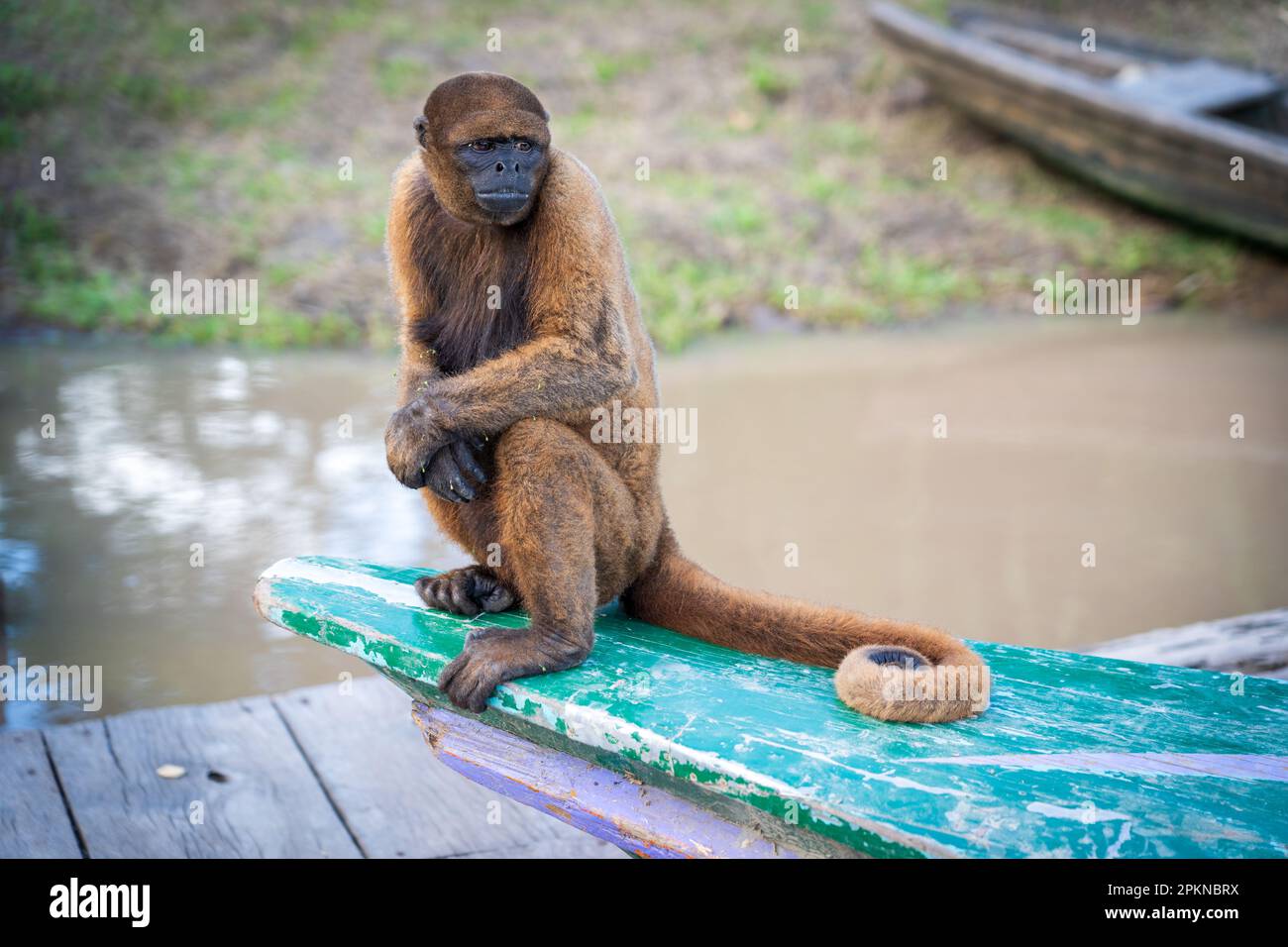 Red Howler Monkey (Alouatta seniculus) auf La Isla de los Monos in Iquitos, Peru Stockfoto