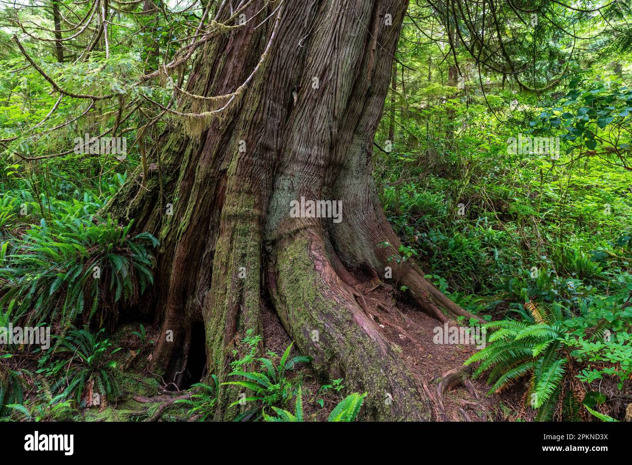 Westlicher Red Cedar (Thuja plicata) Baum entlang Big Tree Trail, Meares Island, Tofino, Kanada. Stockfoto