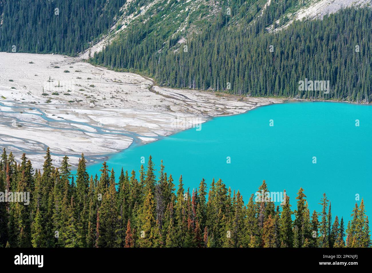 Peyto Lake und türkisfarbenes Gletscherwasser aus Peyto Creek, Banff National Park, Kanada. Stockfoto