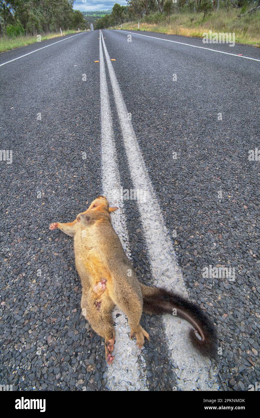 Roadkill, totes Opossum auf einer Autobahn in New South Wales. Eines der Dinge, die Besucher kommentieren, ist die Anzahl der einheimischen Tiere, die durch den Verkehr getötet werden. Stockfoto