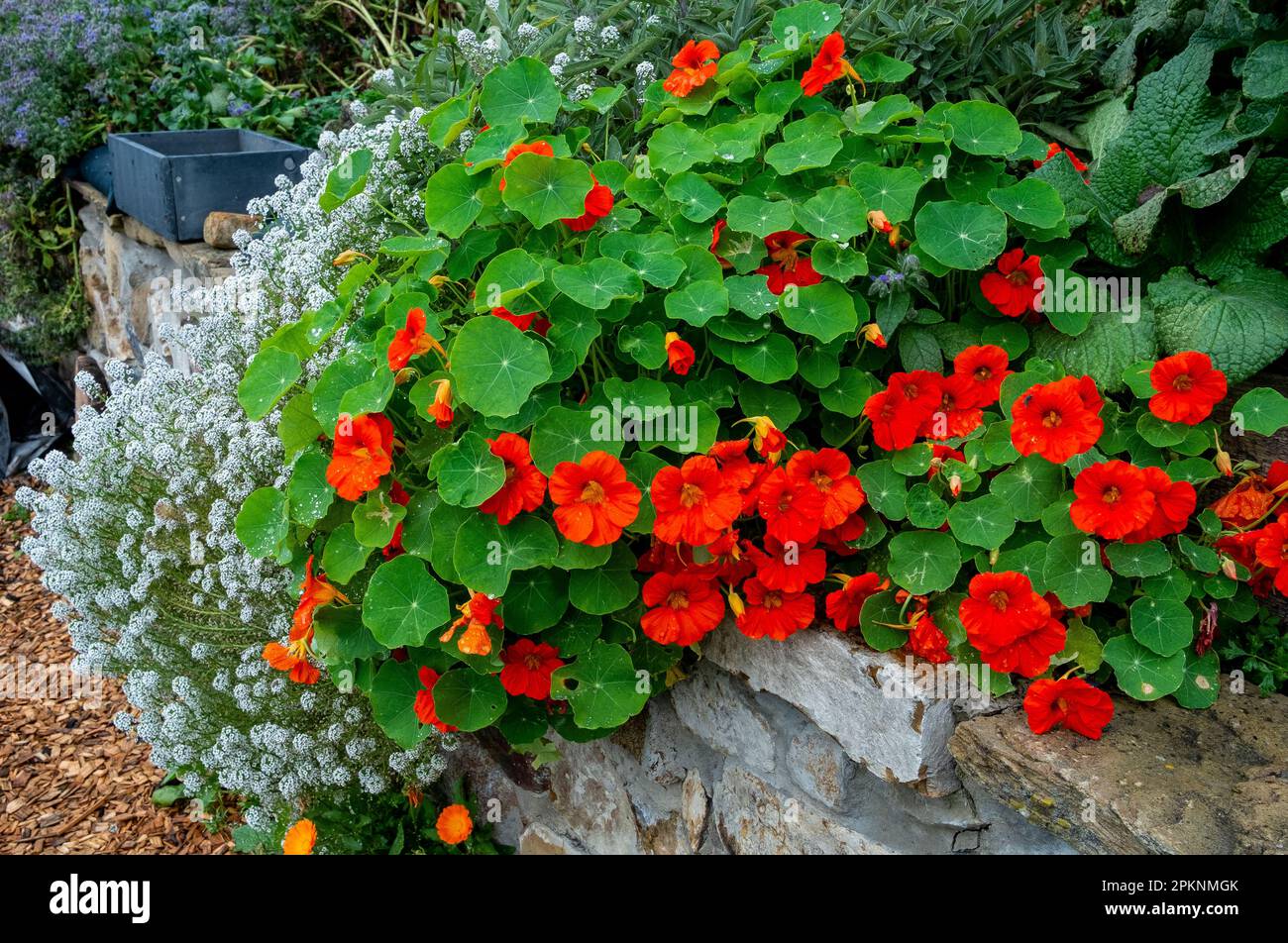 Alyssum und Nasturtien an einer Steingartenwand Stockfoto