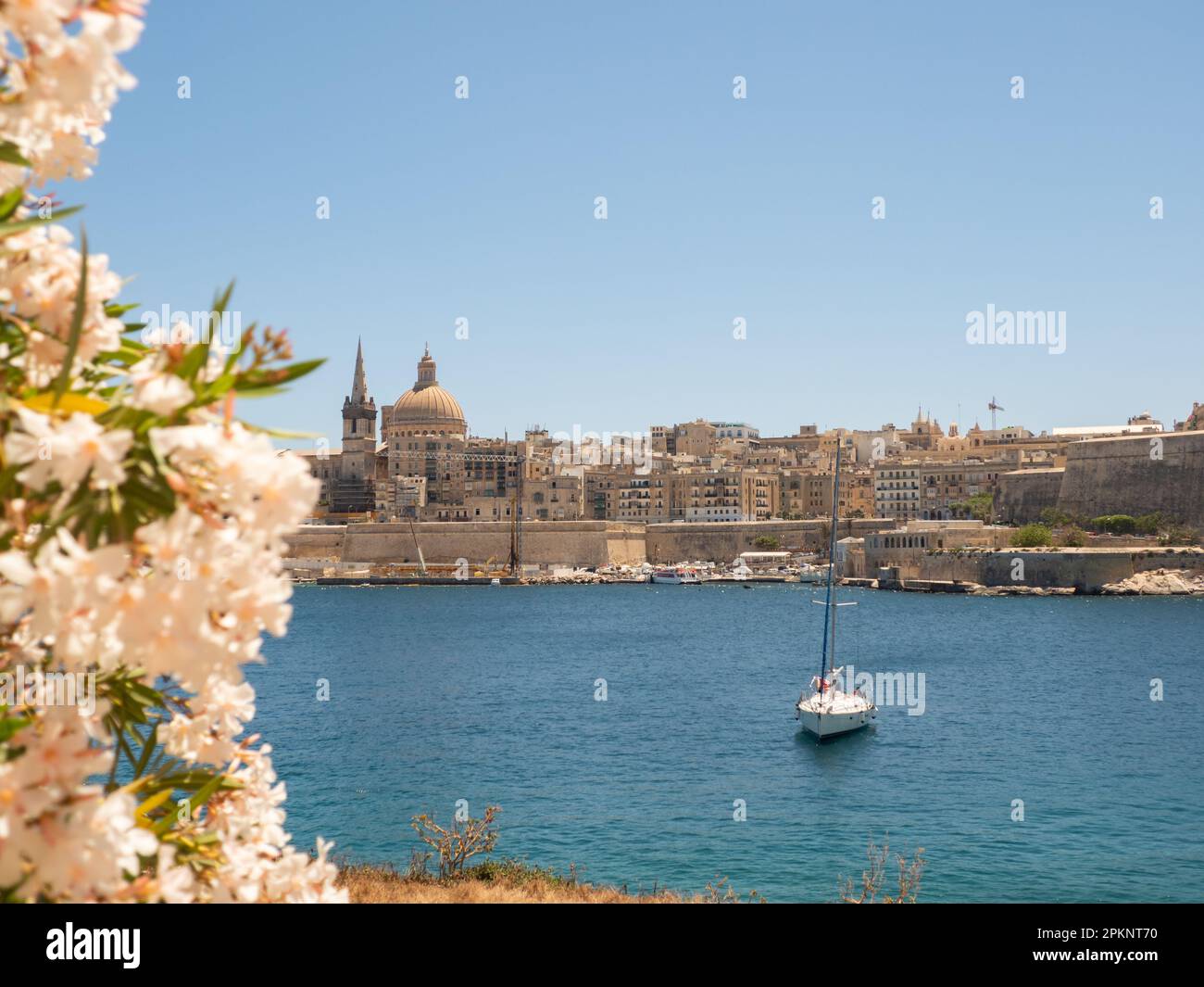 Valletta, Malta - 2021. Mai: Blick auf das historische Zentrum von Valletta von der Insel Manoel. Blühende Blüten auf Vordergrundbüschen, Malta. Europa Stockfoto