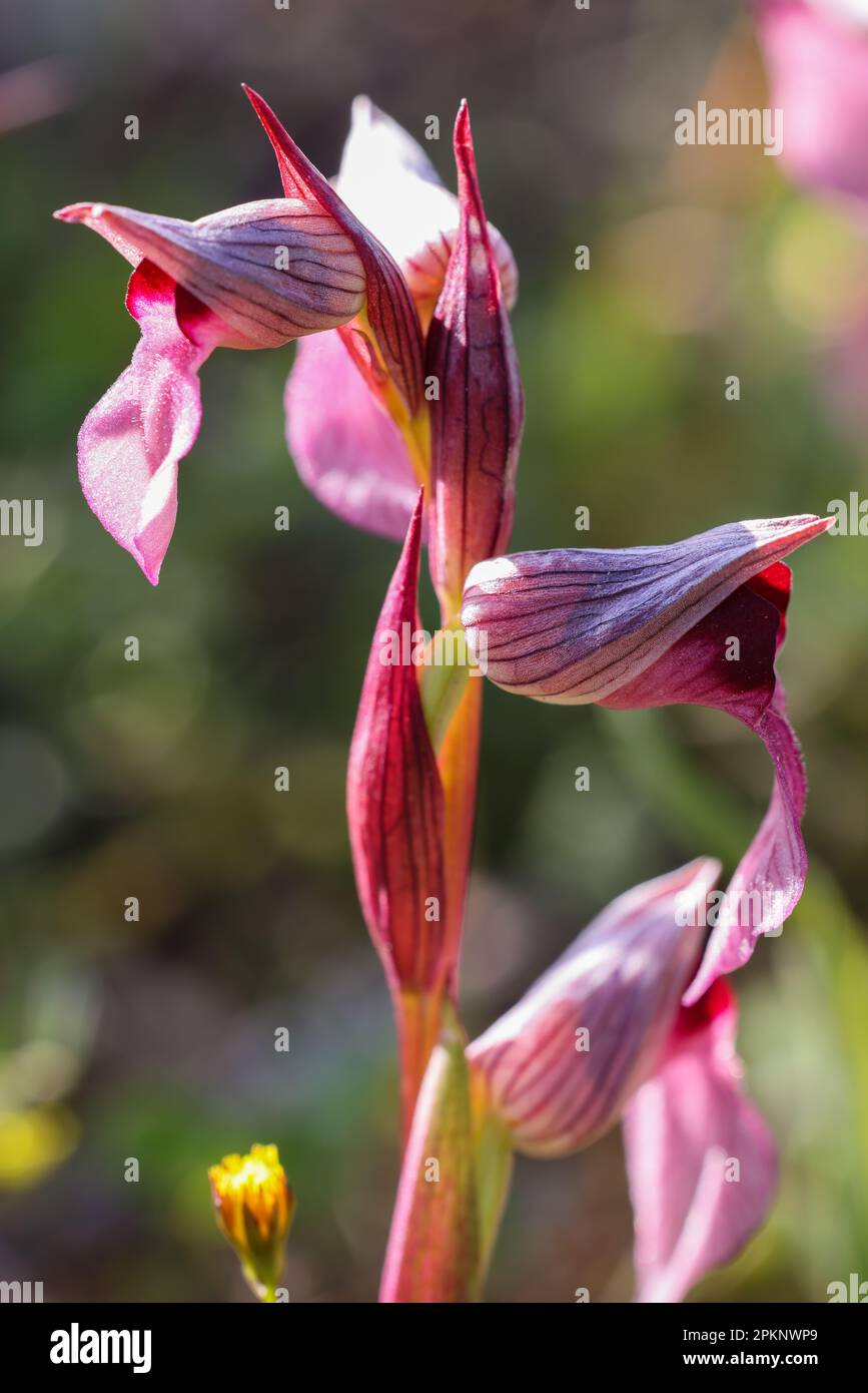 Zunge Orchideenblüte Stockfoto