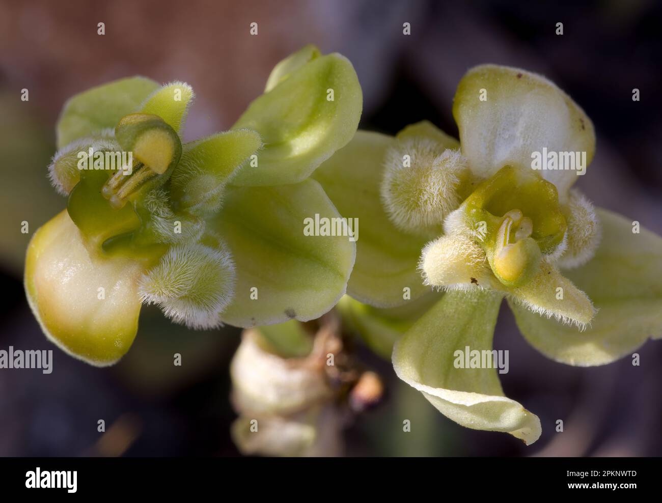 Hummel-Orchidee blüht Stockfoto
