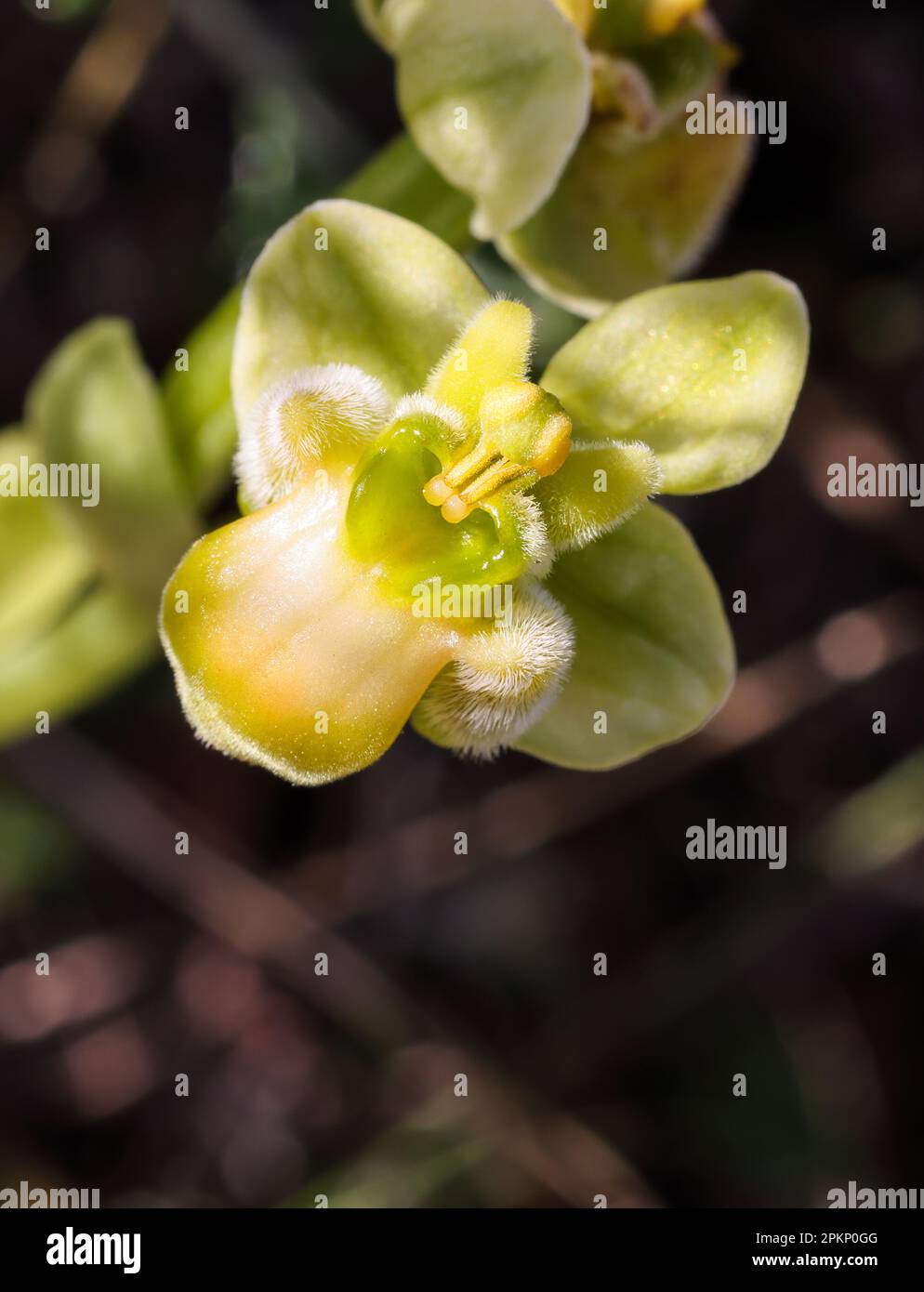 Hummel-Orchidee blüht Stockfoto