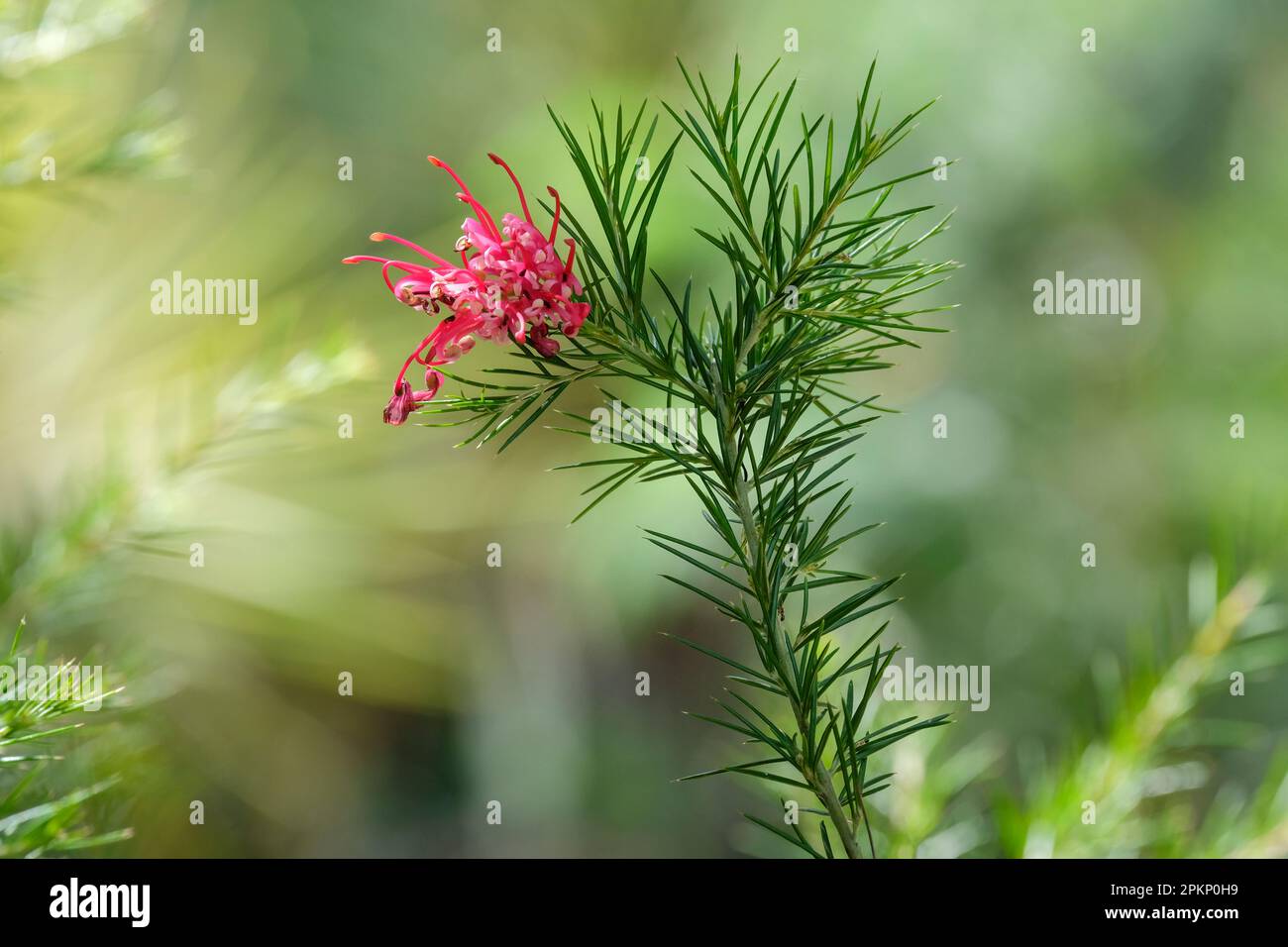 Grevillea Canberra Juwel, Spinne Blume Canberra Juwel, immergrüner Strauß, rosafarbene Blumensträuße, rosmarinähnliches Laub, Stockfoto