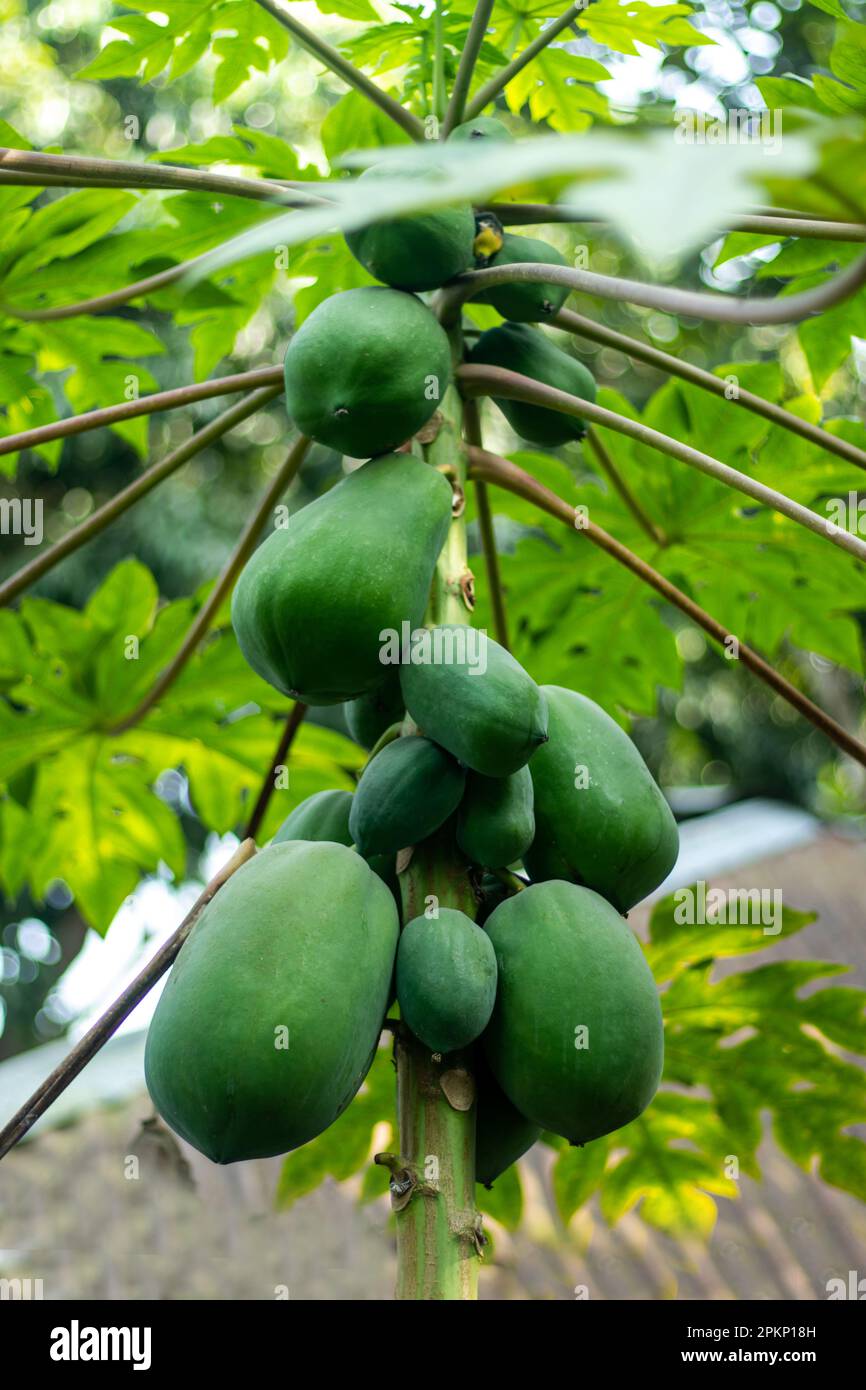 Rohe Papaya hängt an den hohen Bäumen. Grüne Papaya hat dunkelgrüne Haut mit sehr blassem Fleisch. Rohe Papayas können für die Wiederherstellung und den Wiederaufbau des Dammes wertvoll sein Stockfoto