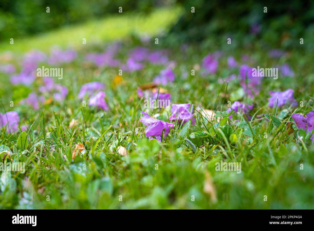 Frühlingsblumen auf einer Wiese, Bad Wildbad, Kurgarten, Schwarzwald, Deutschland, Europa Stockfoto