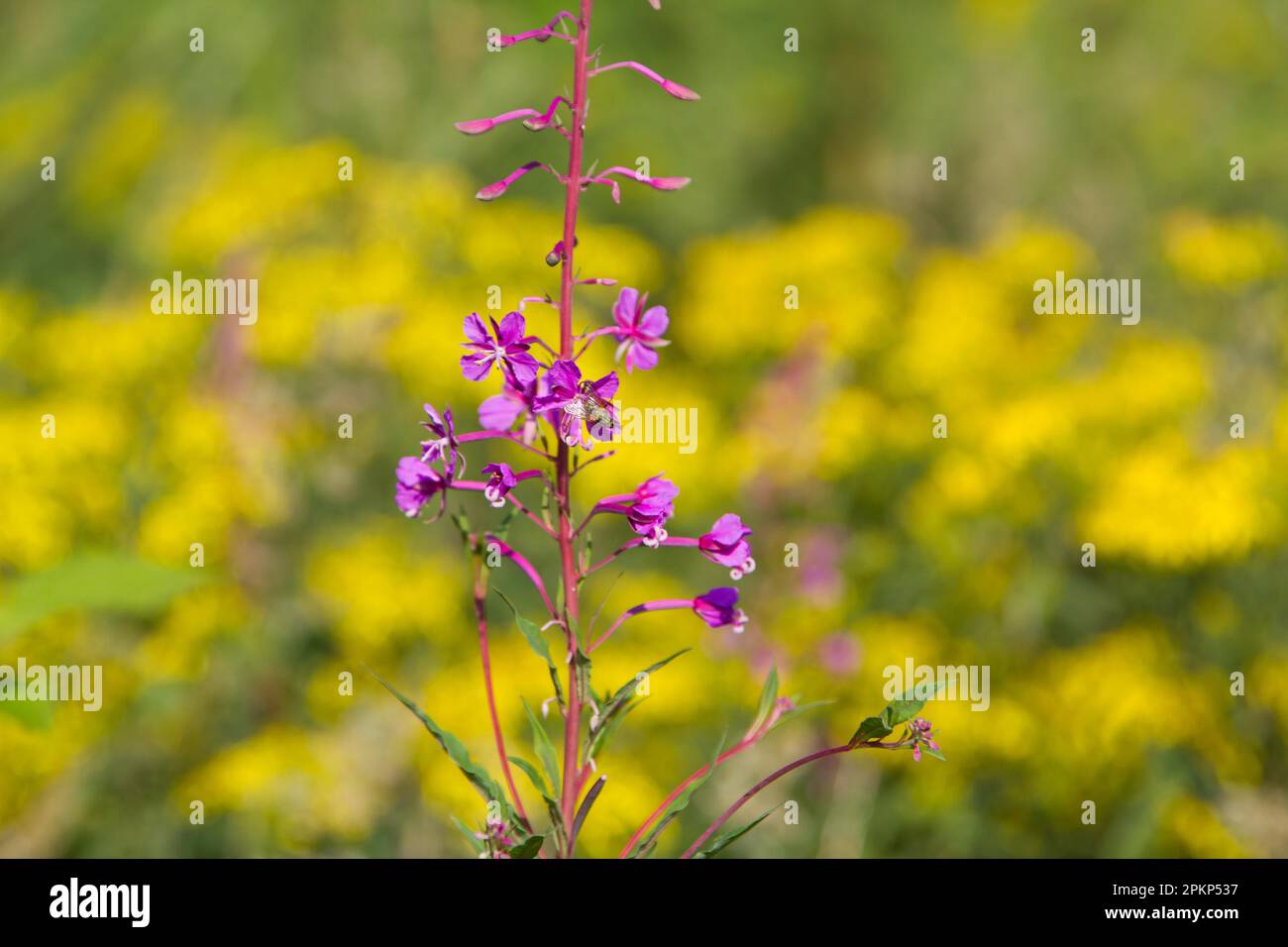 Rote Blüte auf gelbem Hintergrund, schmalblättriger Weidenhirsch Stockfoto Rote Blüte auf gelbem Hintergrund, schmalblättriger Weidenhirsch Stockfoto
