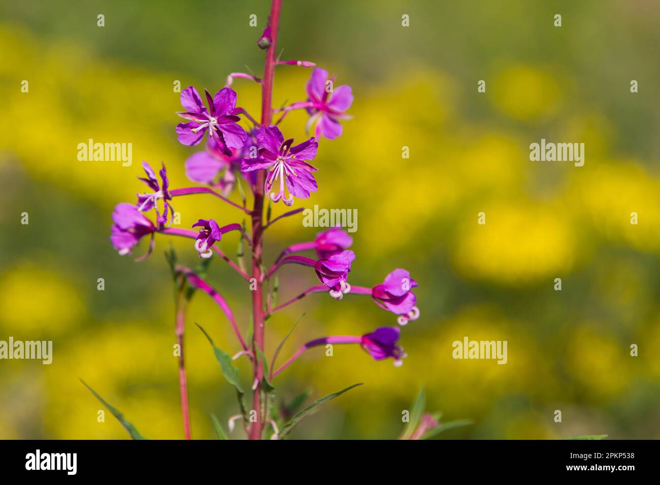 Rote Blüte auf gelbem Hintergrund, schmalblättriger Weidenhirsch Stockfoto Rote Blüte auf gelbem Hintergrund, schmalblättriger Weidenhirsch Stockfoto