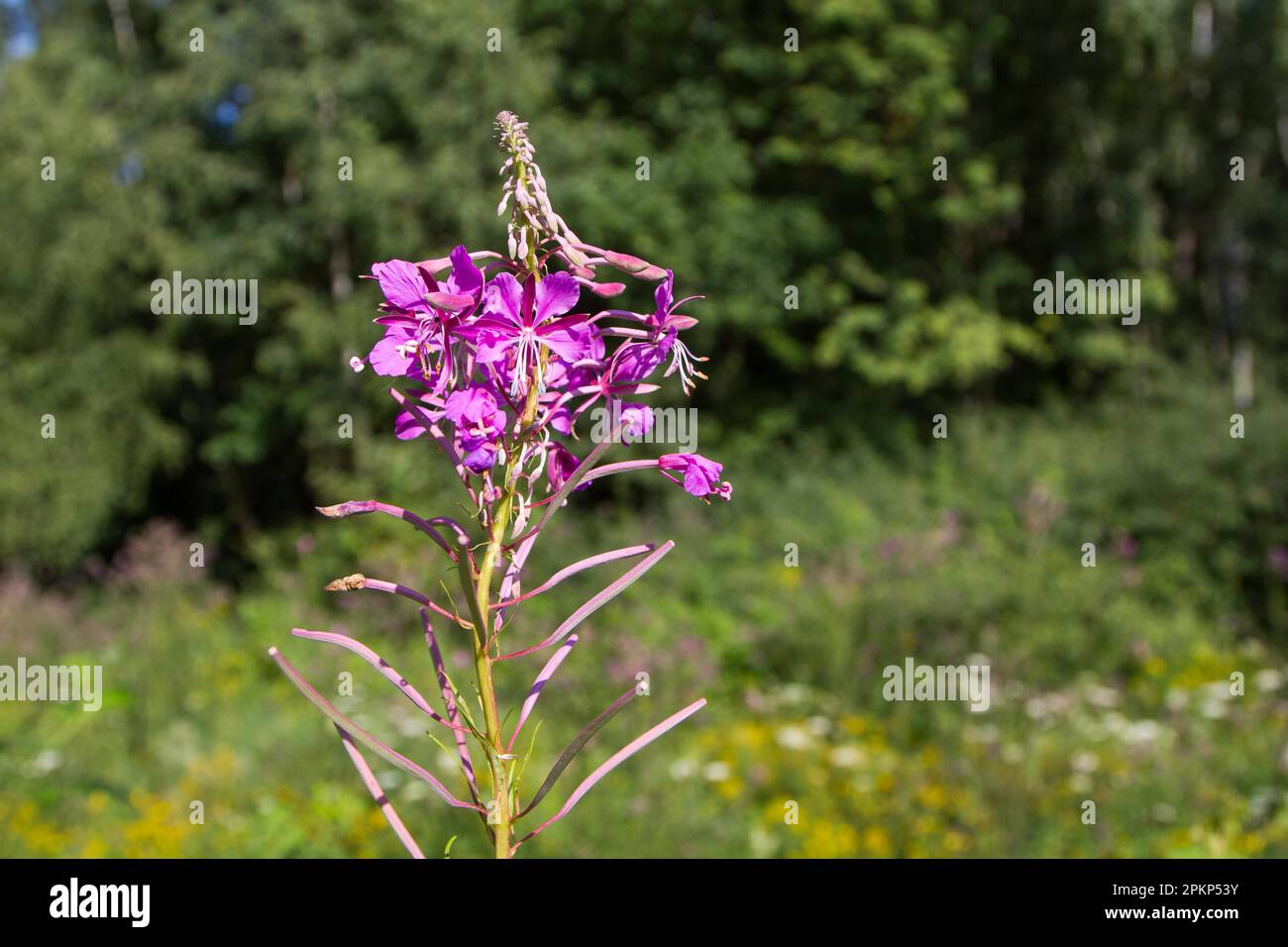 Rote Blüte auf gelbem Hintergrund, schmalblättriger Weidenhirsch Stockfoto Rote Blüte auf gelbem Hintergrund, schmalblättriger Weidenhirsch Stockfoto