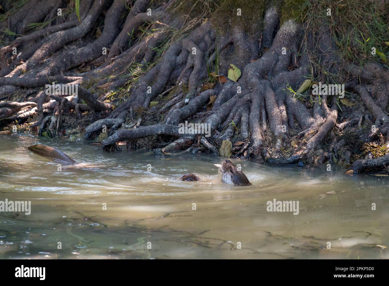 Eurasischer Otter (Lutra lutra) schwimmt rückwärts durch das Wasser Stockfoto