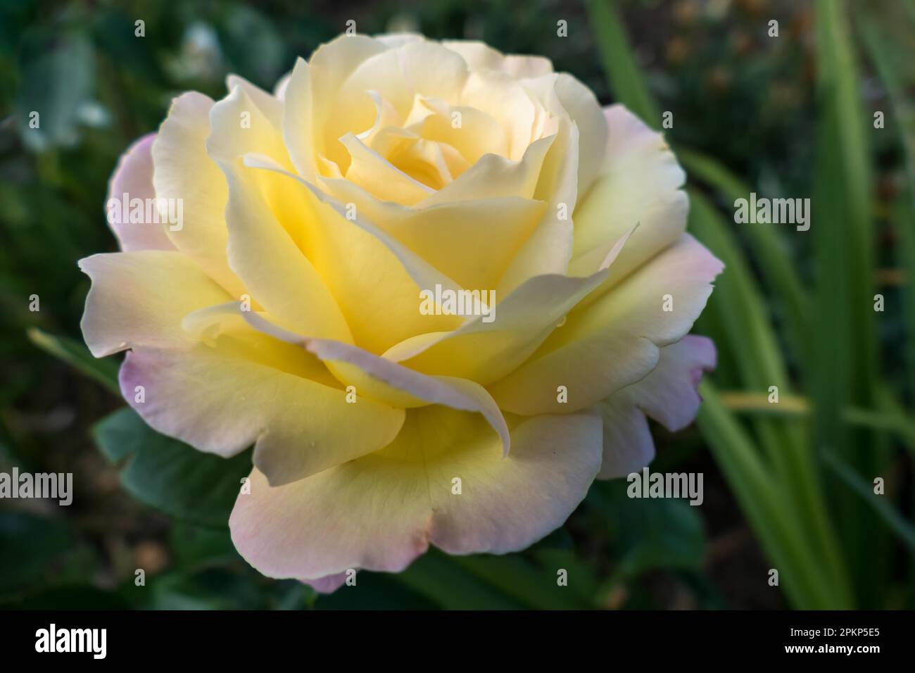 Gelbe Rose (Frieden) Stockfoto