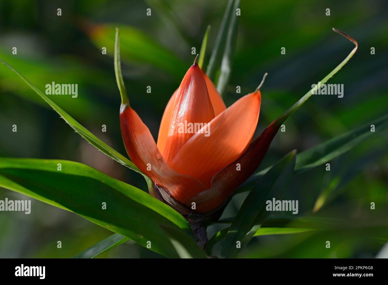 Blume von Freycinetia luzonensis, Schraubenbaum, Vorkommen Südostasien Stockfoto
