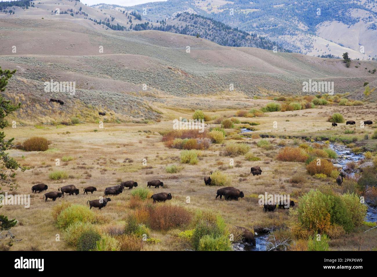 North American Bison (Bison Bison) adulte männliche, weibliche und Kälber, Herde, die den Lebensraum des Flusstals durchquert, Yellowstone N. P. Wyoming (U.) S. A. Stockfoto