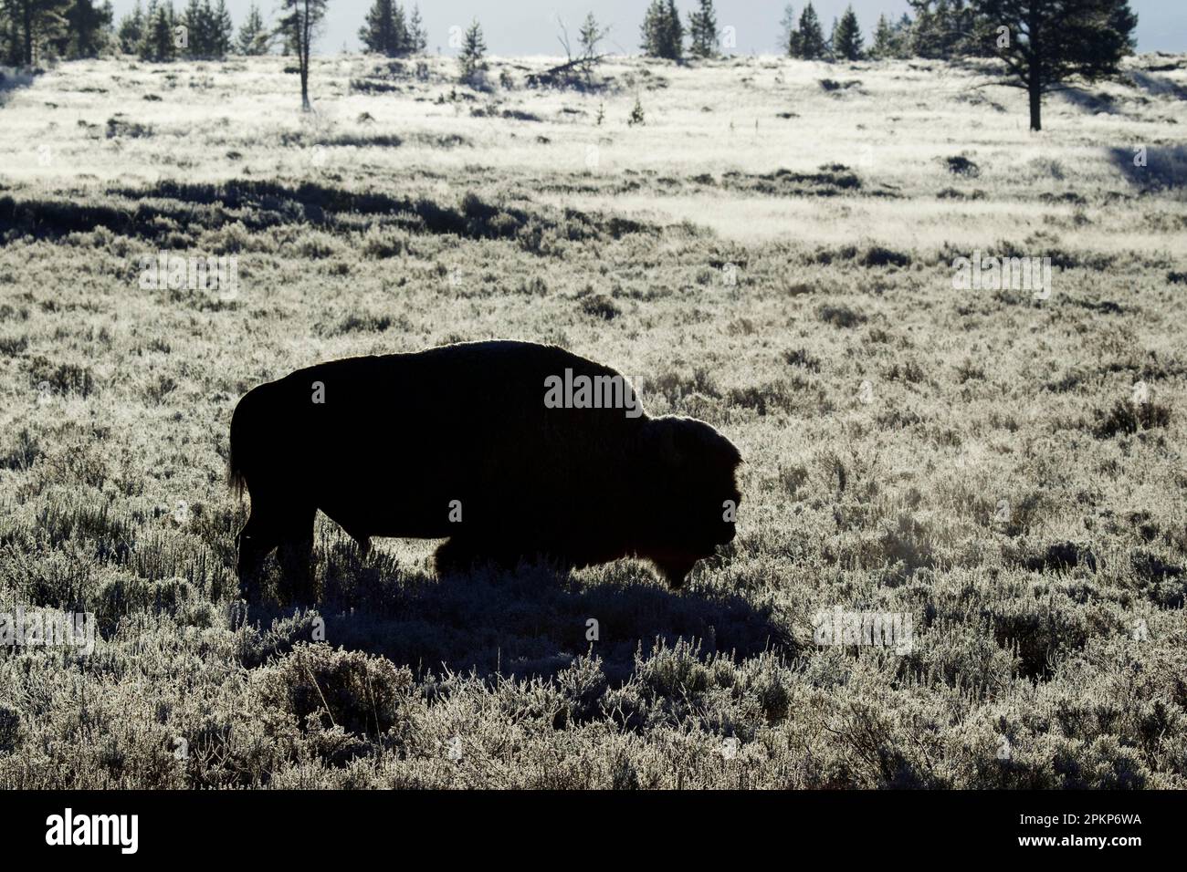 North American Bison (Bison Bison), männlich, mit Hintergrundbeleuchtung bei frühmorgendlichem Frost, Yellowstone N. P. Wyoming (U.) S. A. Stockfoto