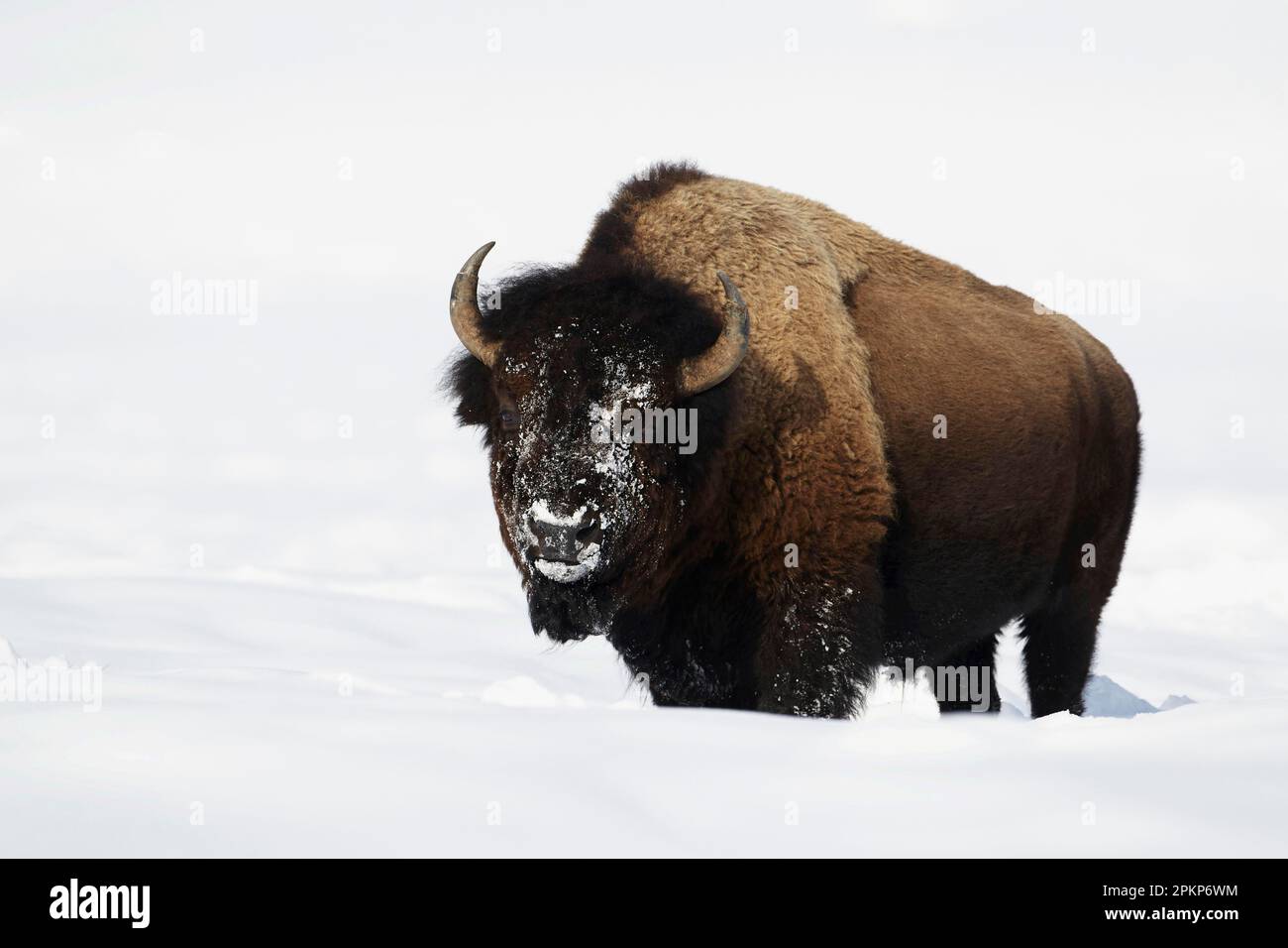 Nordamerikanische Bison (Bison Bison), Erwachsener, Fütterung im Tiefschnee, Lamar Valley, Yellowstone N. P. Wyoming (U.) S. A. Stockfoto