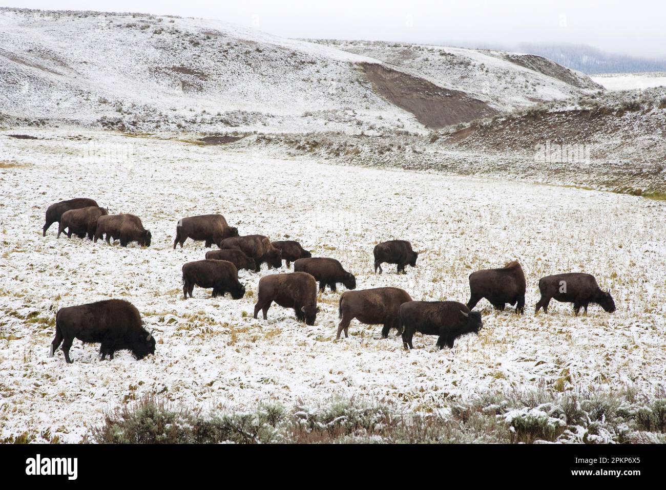 Herde von nordamerikanischer Bison (Bison Bison), Fütterung im schneebedeckten Lebensraum, Hayden Valley, Yellowstone N. P. Wyoming (U.) S. A. Stockfoto
