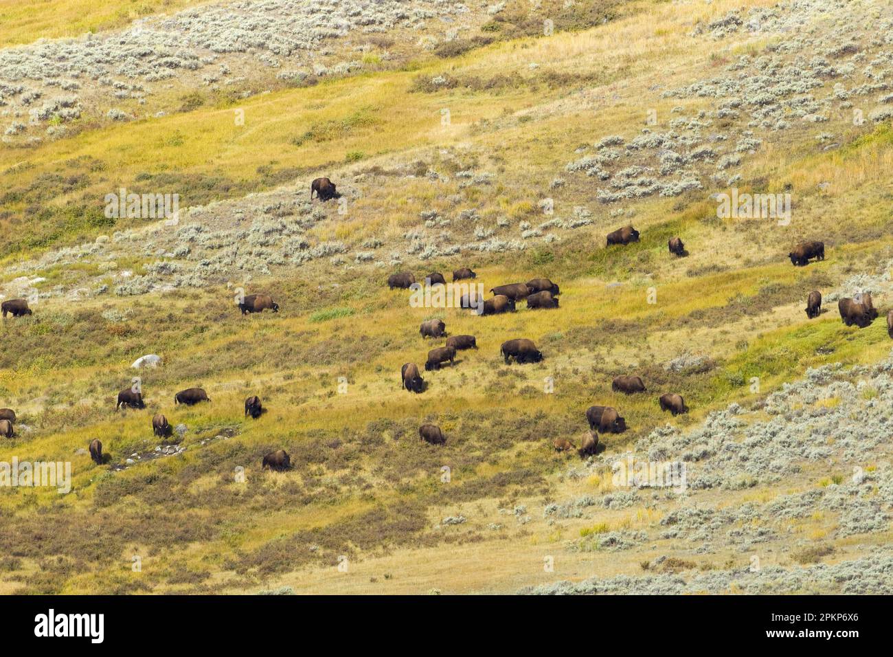 Nordamerikanische Bison (Bison Bison), ausgewachsene männliche, weibliche und Kälber, Herde, die auf einem hügeligen Lebensraum grast, Yellowstone N. P. Wyoming (U.) S. A. Stockfoto