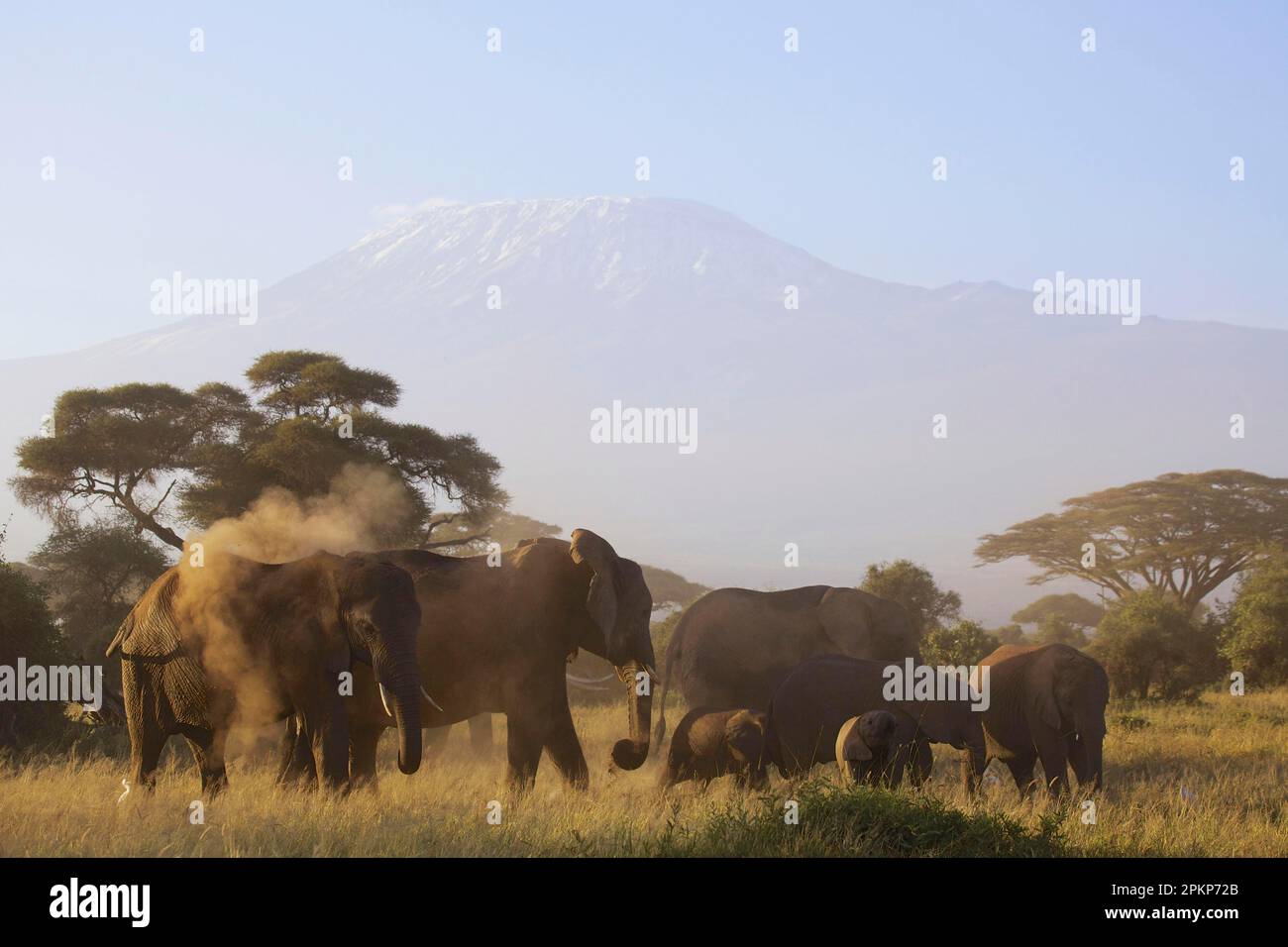 Afrikanischer Elefant (Loxodonta africana), ausgewachsene Weibchen und Kälber, Staubbaden und Füttern der Herde, mit dem schlafenden Vulkanberg Kilimanjaro Stockfoto