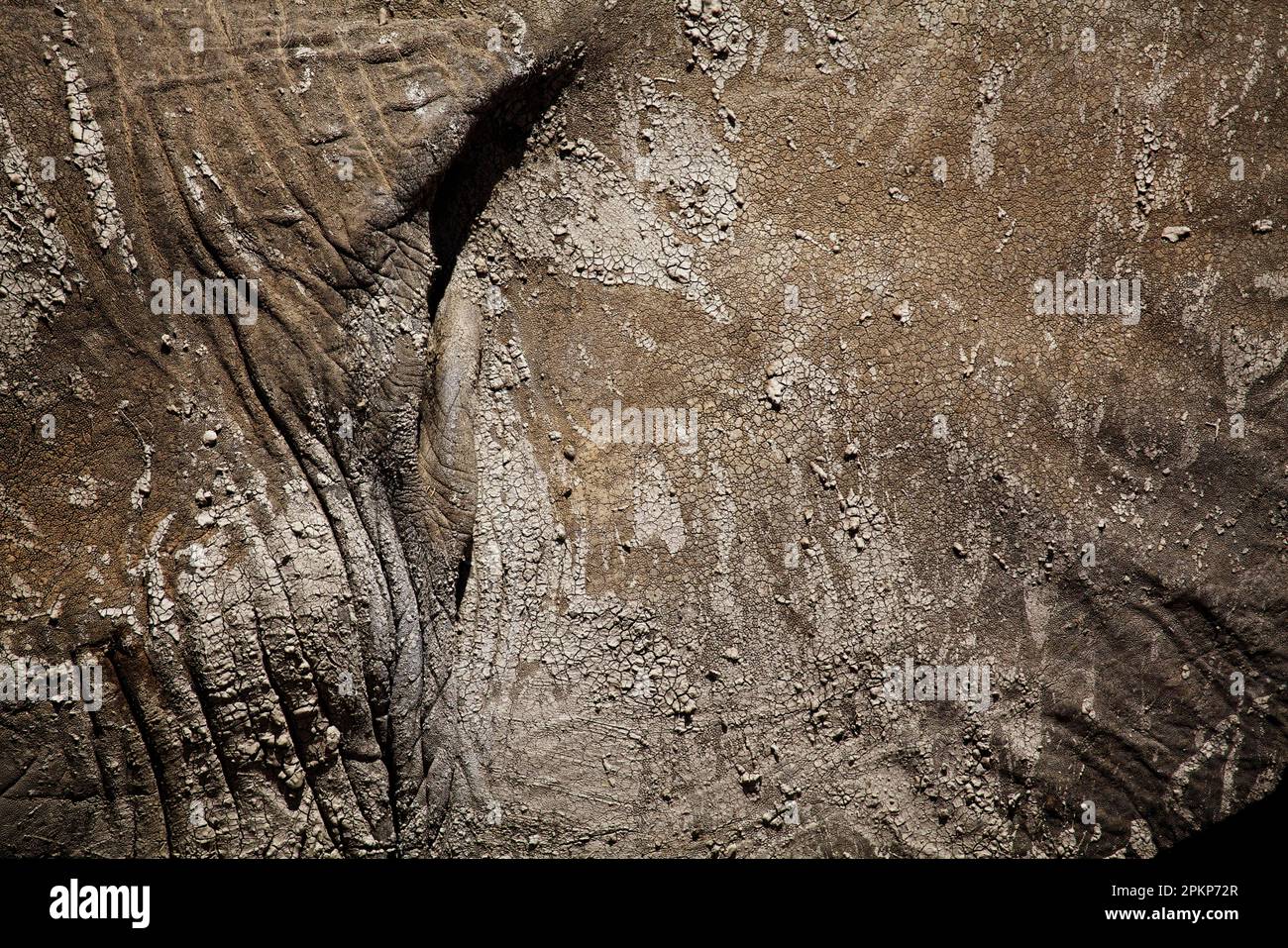 Afrikanischer Elefant (Loxodonta africana) Elefant, Elefanten, Säugetiere, Tiere Elefant Erwachsene, Nahaufnahme der Haut mit trockenem Schlamm, Amboseli N. P. Kenia Stockfoto