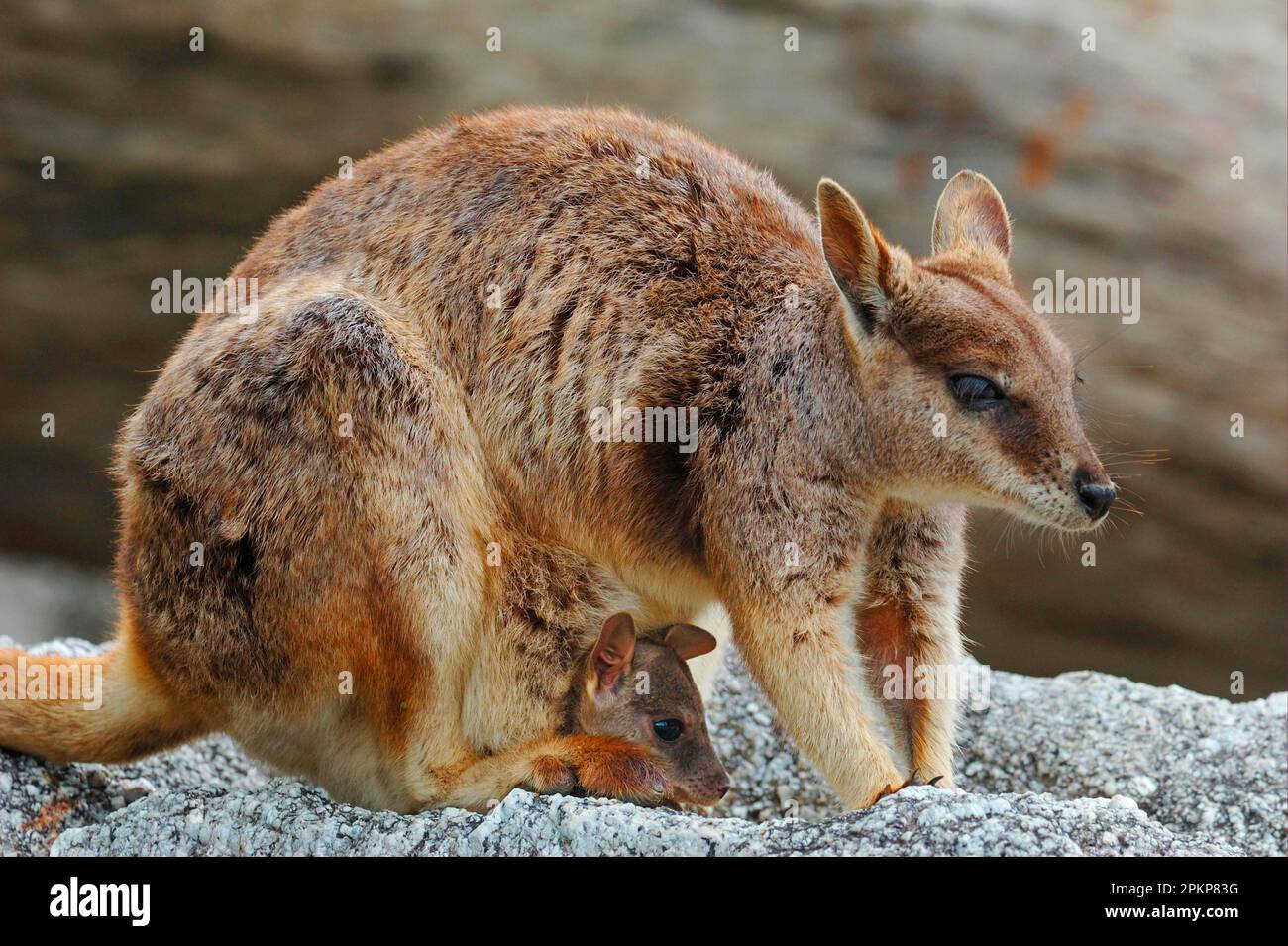 Mareeba Rock Wallaby (Petrogale mareeba) Mutter, mit joey in der Tasche, Granite Gorge, Mareeba, Atherton Tablelands, Queensland, Australien, Ozeanien Stockfoto