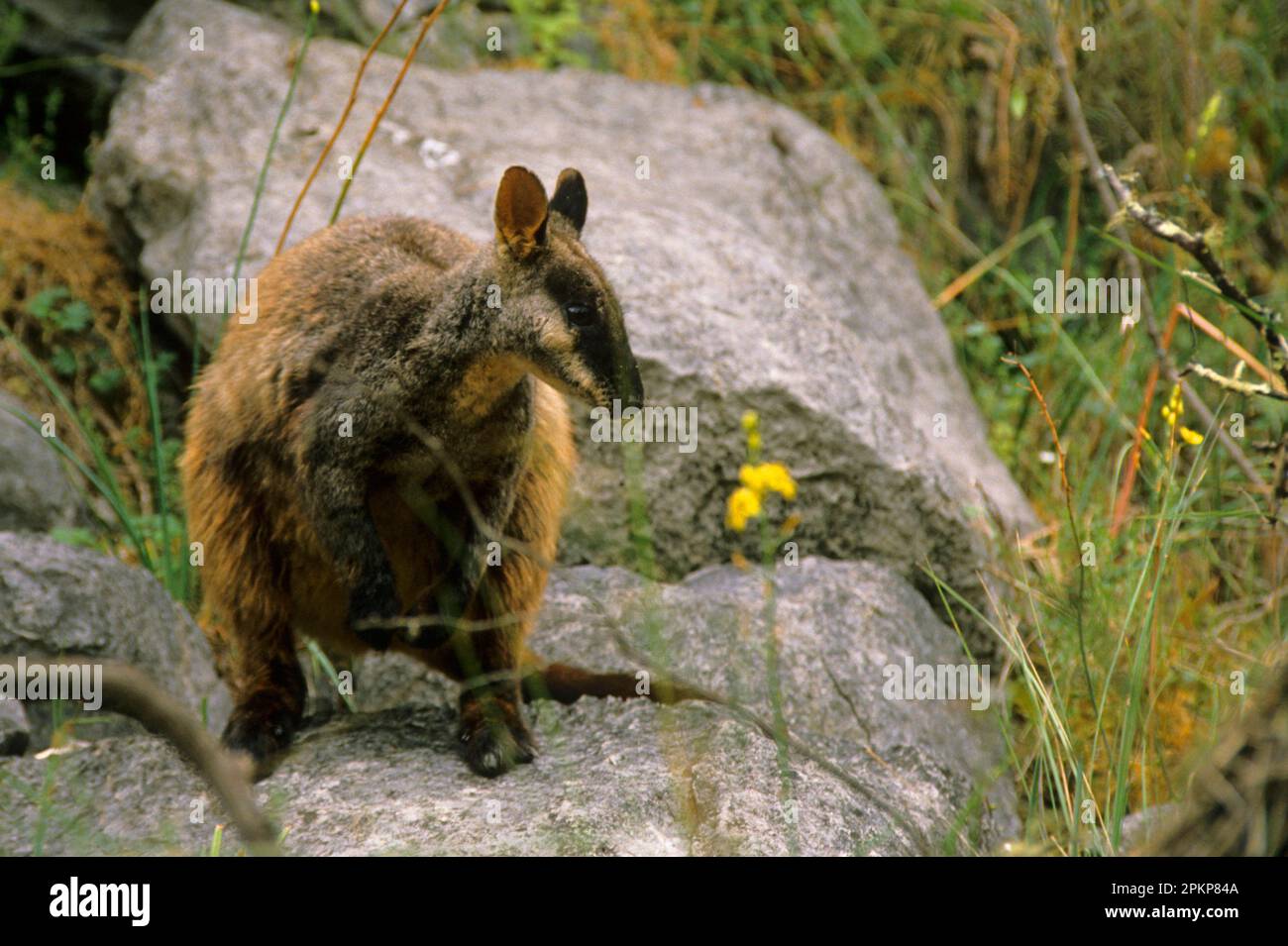 Känguru aus gebürstetem Rock, Känguru aus gebürstetem Rock, Känguru aus gebürstetem Rock, Känguru aus gebürstetem Rock, Känguru aus gebürstetem Rock, Buer Stockfoto