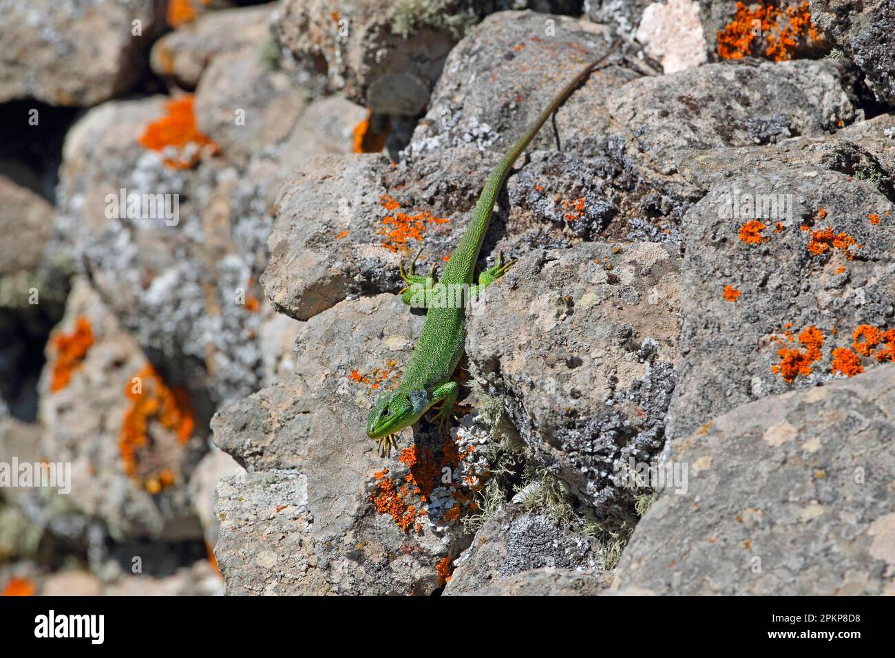 Balkan-Eidechsen (Lacerta trilineata), andere Tiere, Reptilien, Tiere, Eidechsen, Balkan Green Lizard Erwachsener, auf Felsen sonnen, Lesvos, Griechenland, EUR Stockfoto