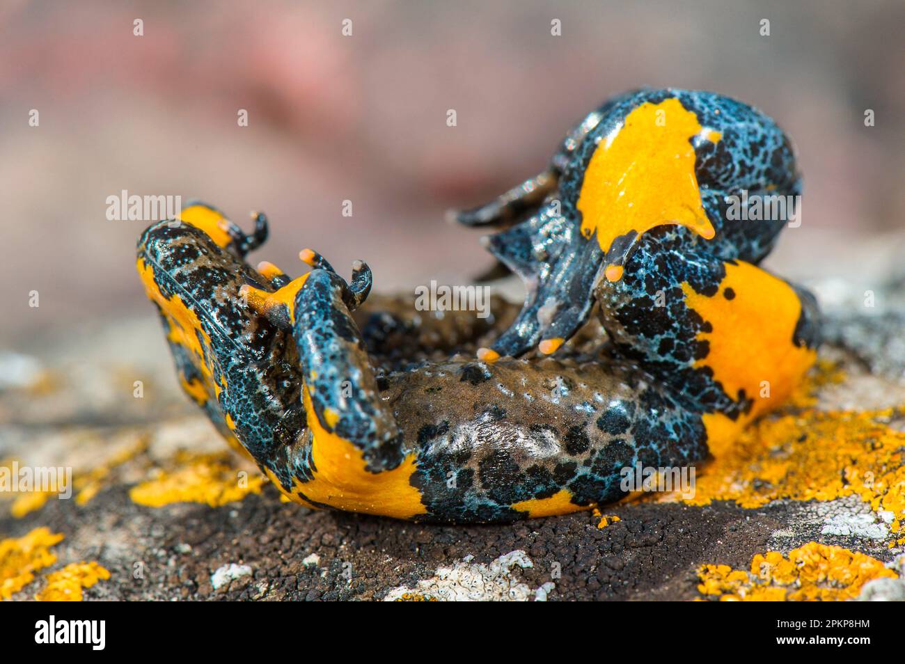 Apennine Gelbbbauchkröte (Bombina pachypus), Erwachsene, in „unkenreflex“-Abwehrhaltung, um Warnfarben der Unterbauch zu zeigen, Murgia Materana Park, Stockfoto