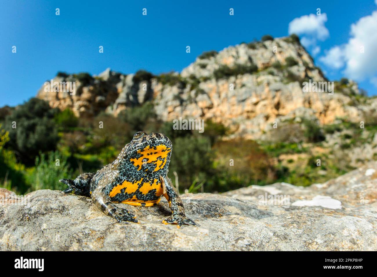 Apennine Gelbbauchkröte (Bombina pachypus), Erwachsener, auf Felsen im Habitat, Murgia Materana Park, Basilicata, Italien, Europa Stockfoto